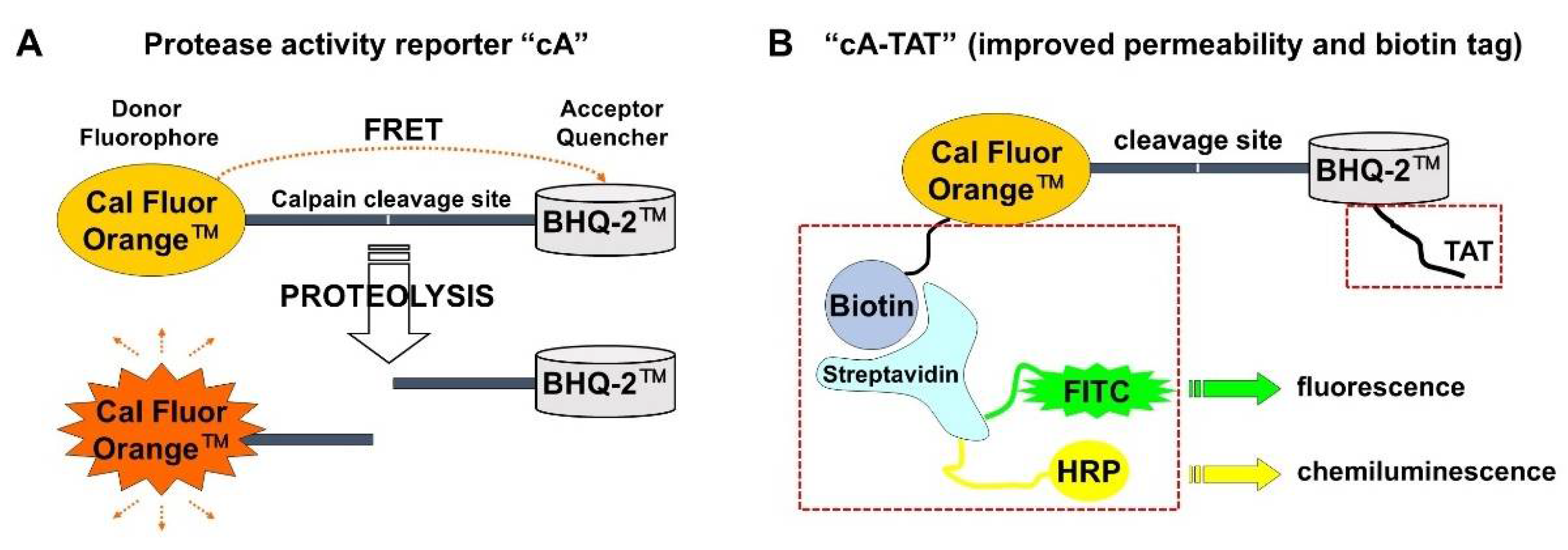 Biomolecules 12 01004 g001 550