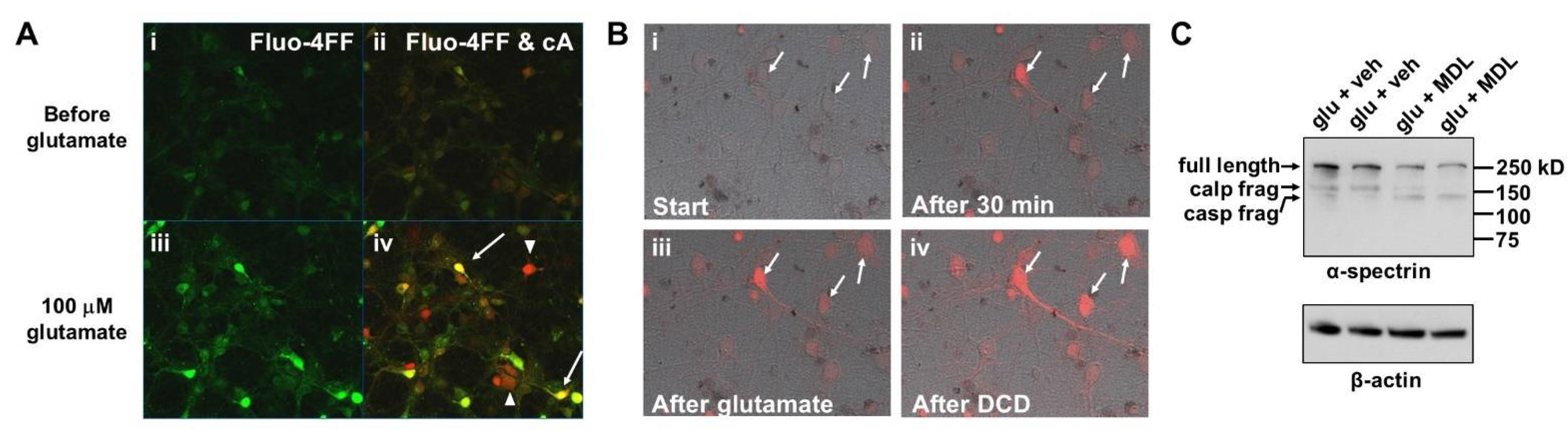 Biomolecules 12 01004 g002 550