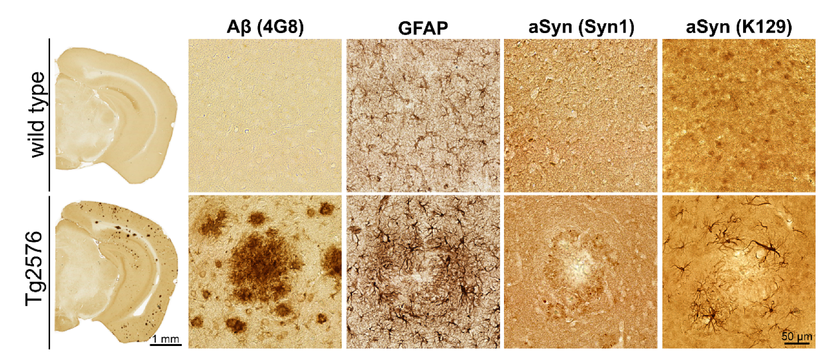 Biomolecules 12 01006 g002 Biomolecules 12 01006 g002