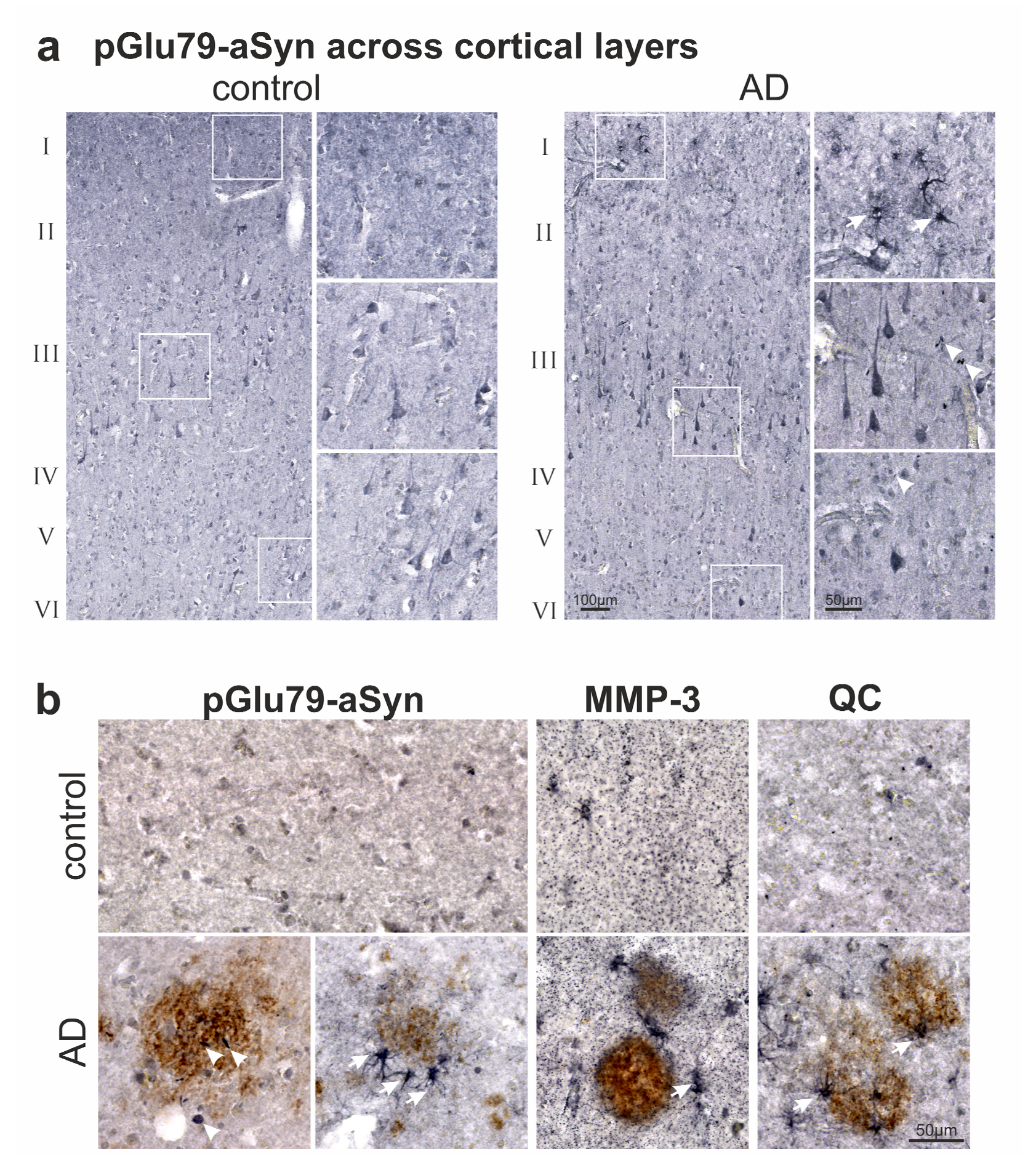 Biomolecules 12 01006 g005 Biomolecules 12 01006 g005