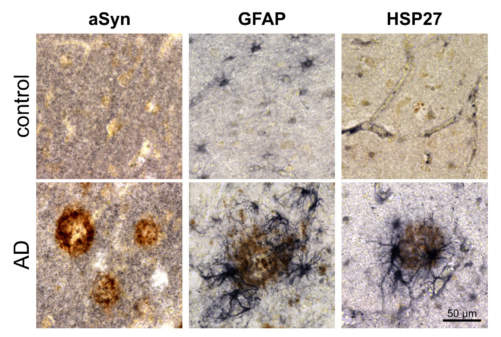 Biomolecules 12 01006 g006 Biomolecules 12 01006 g006