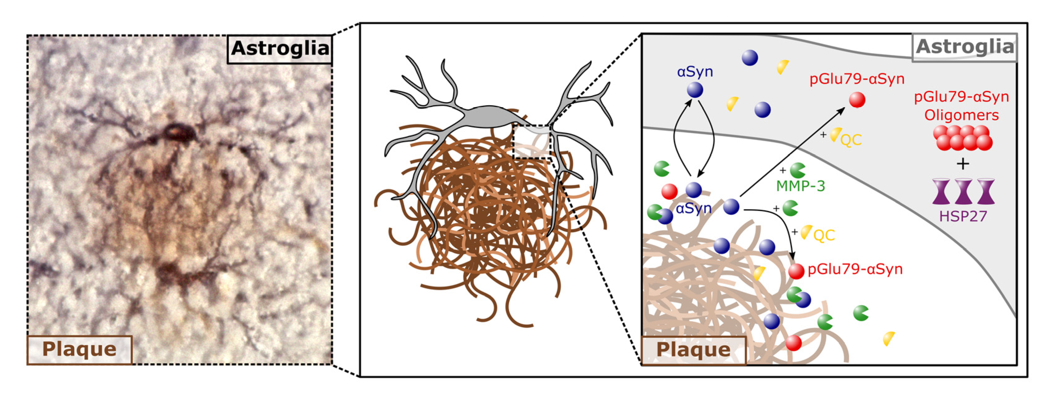 Biomolecules 12 01006 g007 Biomolecules 12 01006 g007