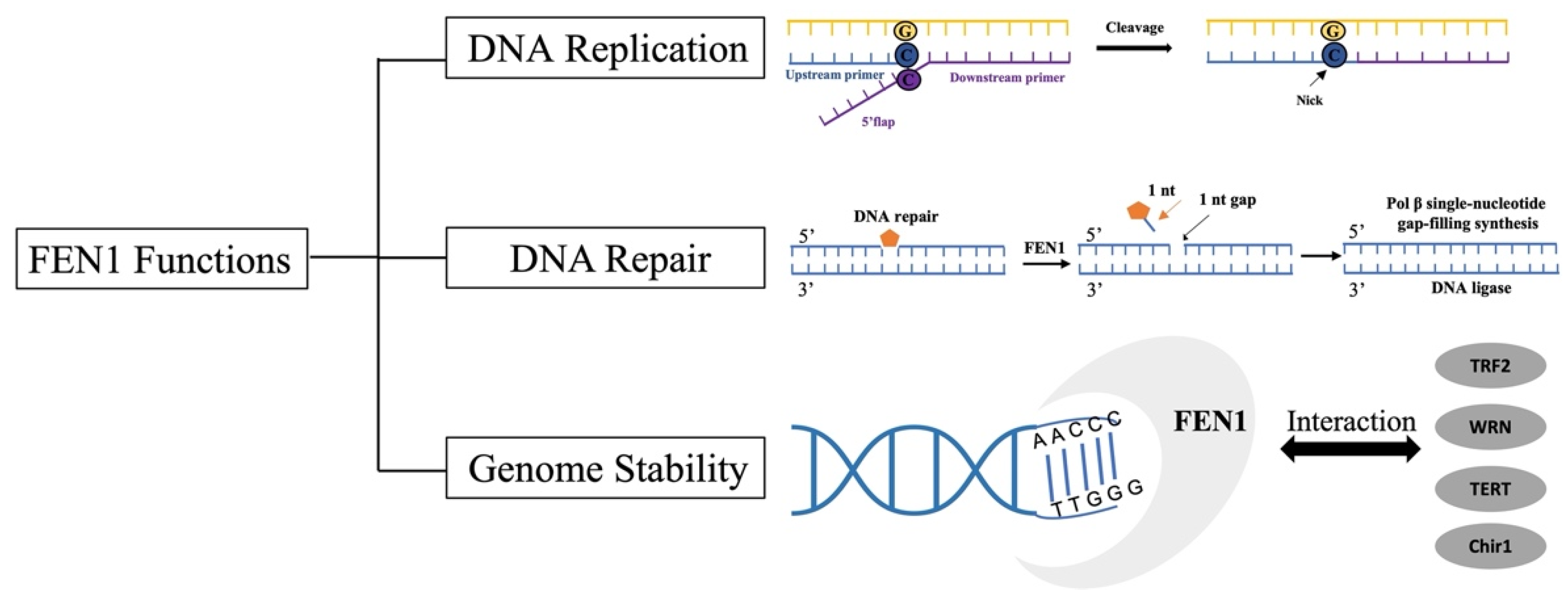 Biomolecules 12 01007 g002
