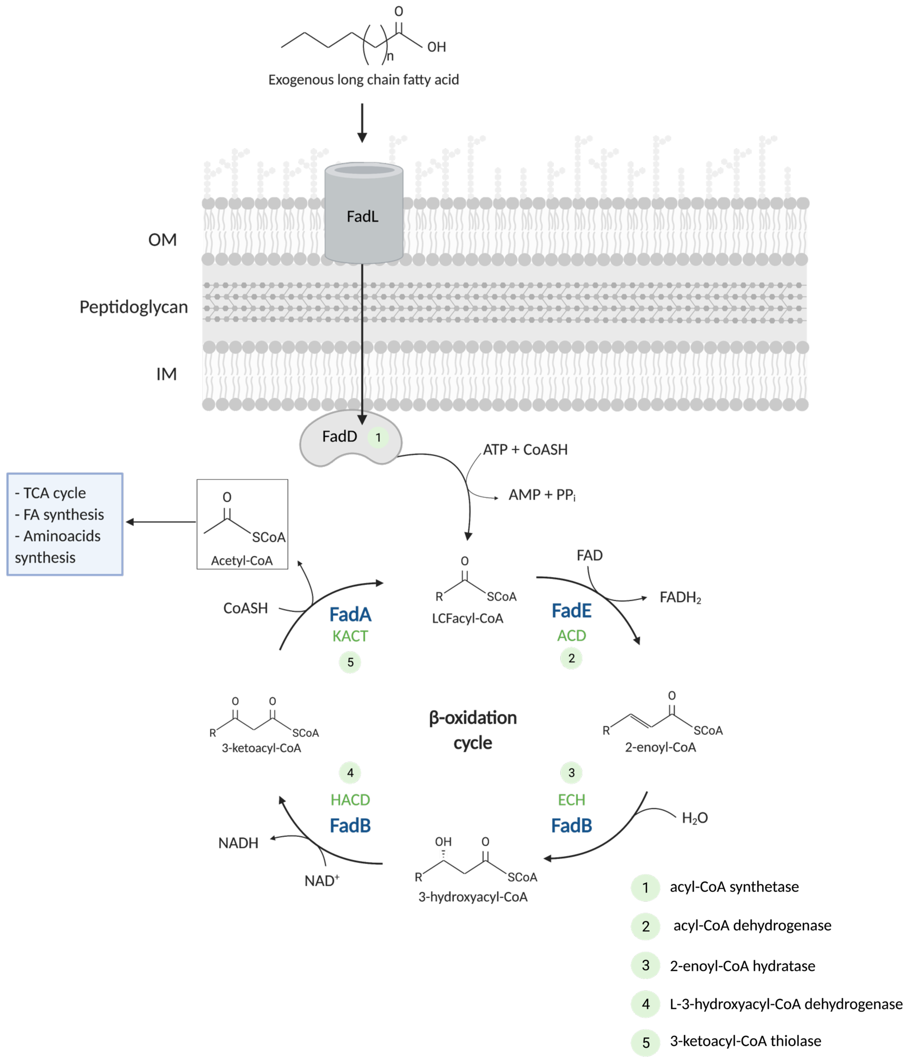 Biomolecules 12 01019 g001 Biomolecules 12 01019 g001