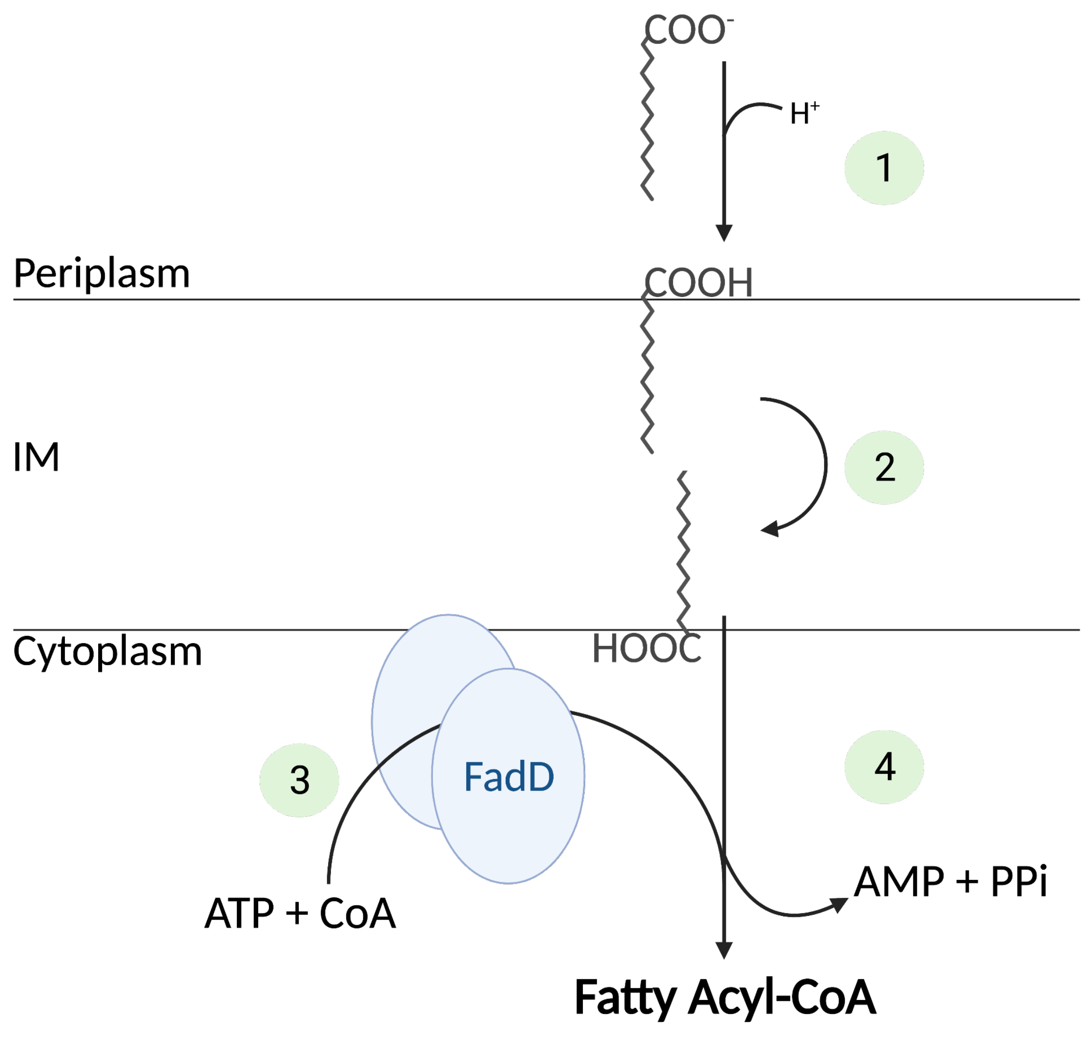 Biomolecules 12 01019 g003 Biomolecules 12 01019 g003