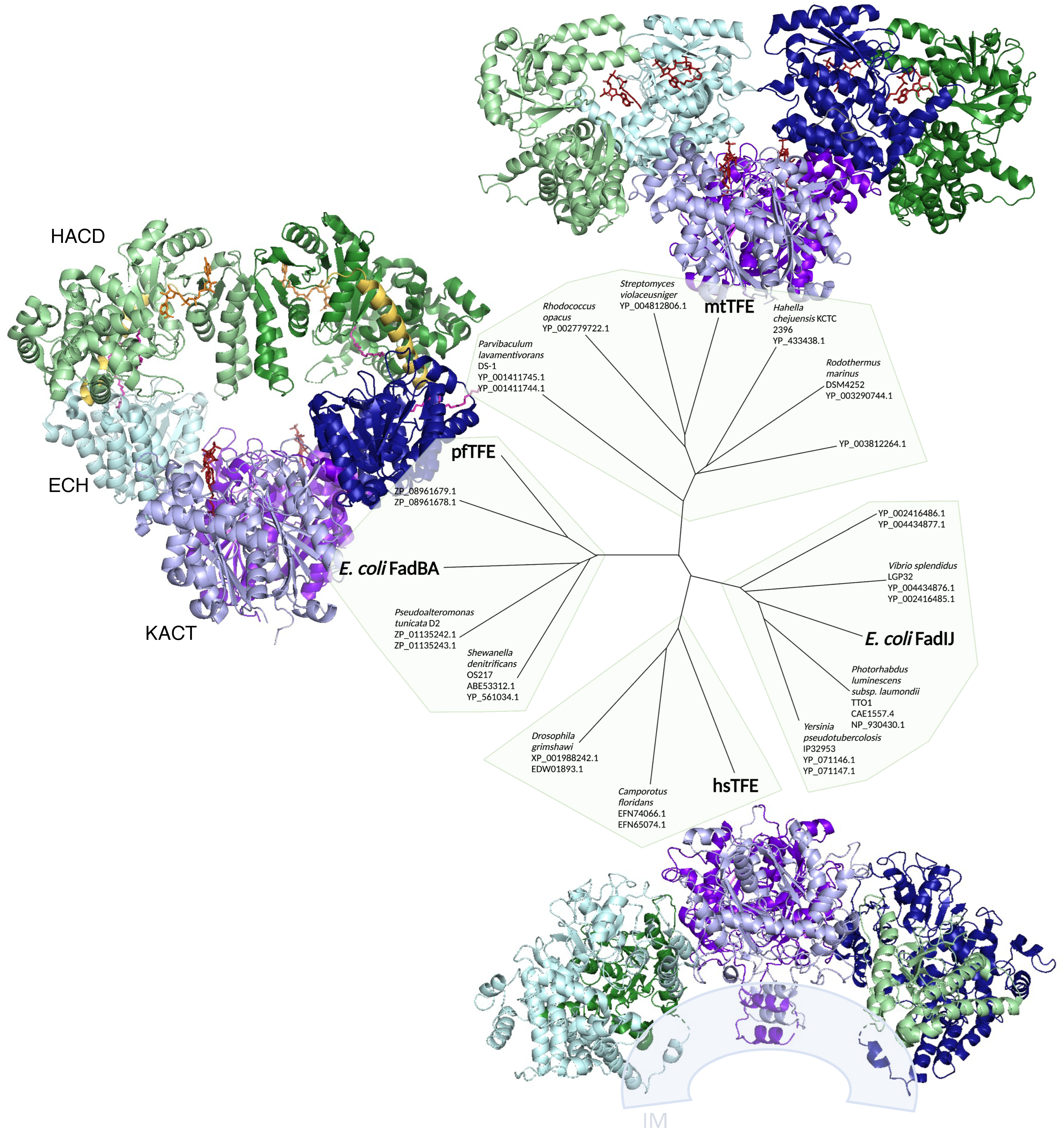 Biomolecules 12 01019 g004 Biomolecules 12 01019 g004