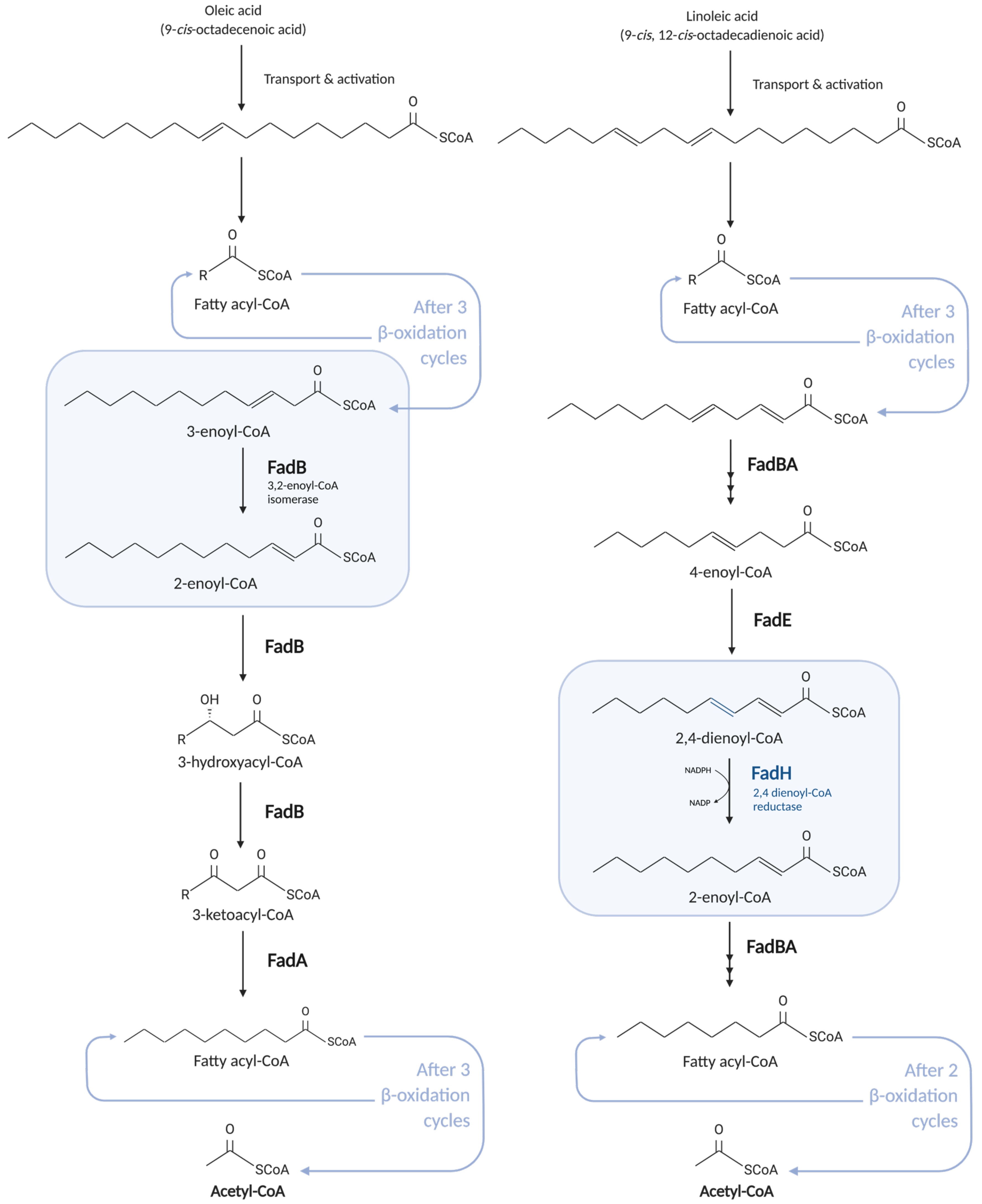 Biomolecules 12 01019 g005 Biomolecules 12 01019 g005