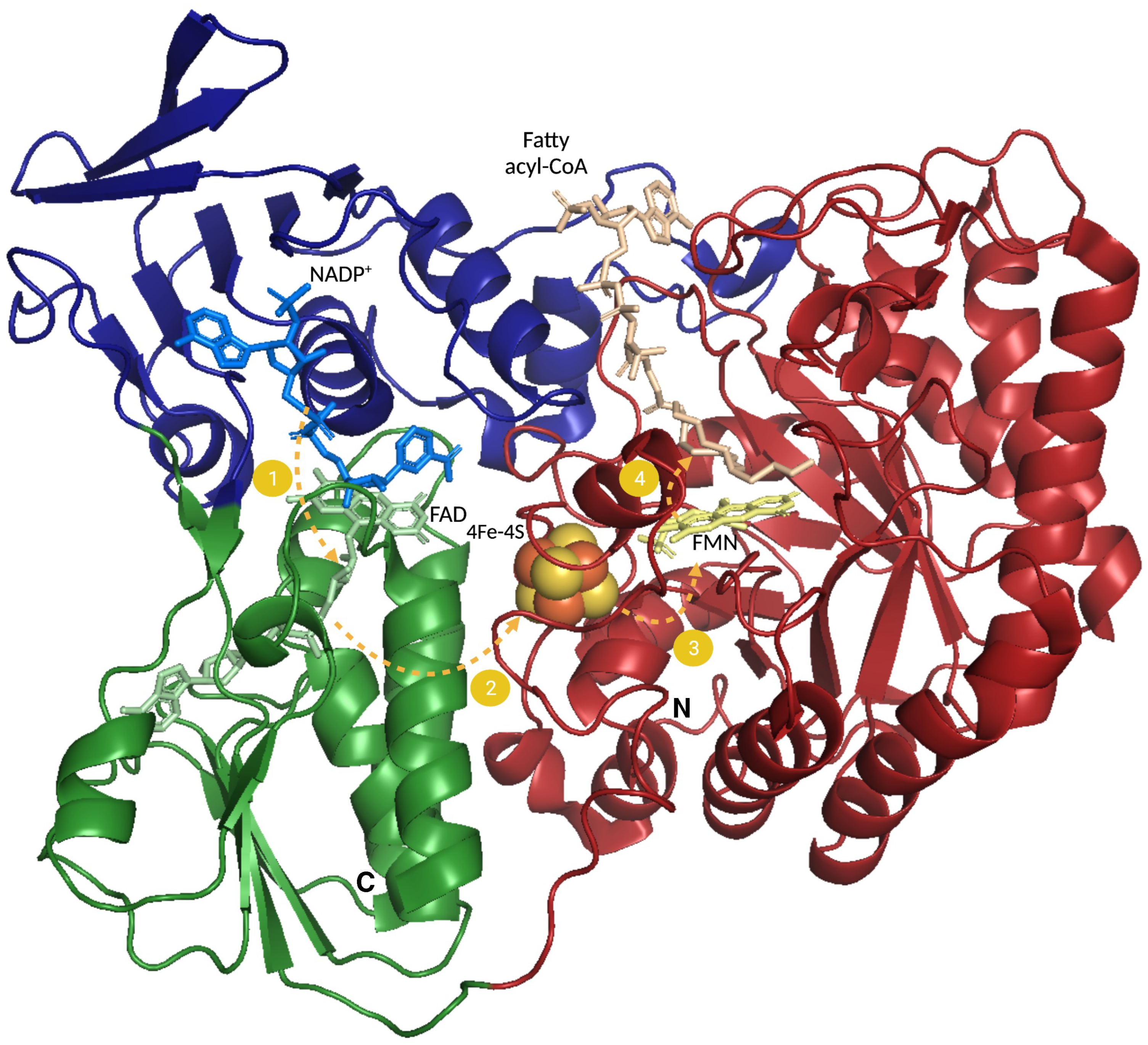 Biomolecules 12 01019 g006 Biomolecules 12 01019 g006