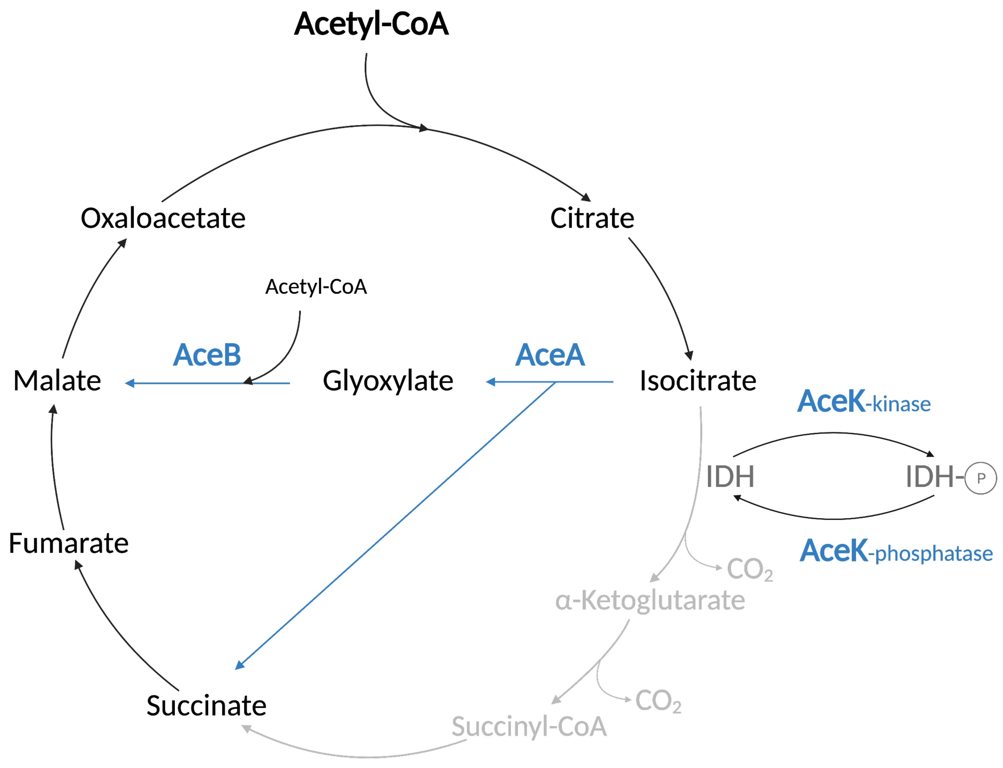 Biomolecules 12 01019 g008 Biomolecules 12 01019 g008