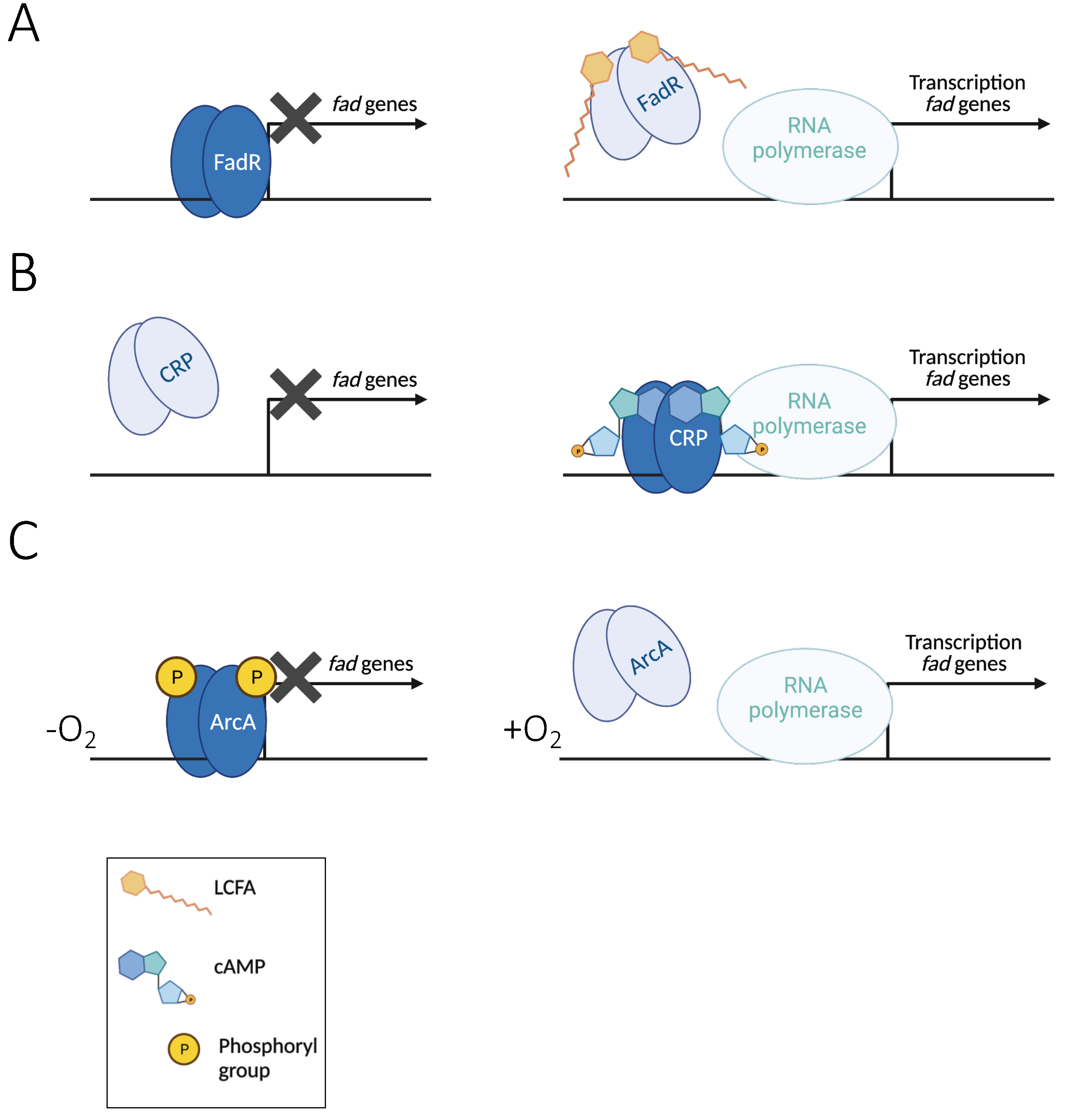 Biomolecules 12 01019 g010 Biomolecules 12 01019 g010