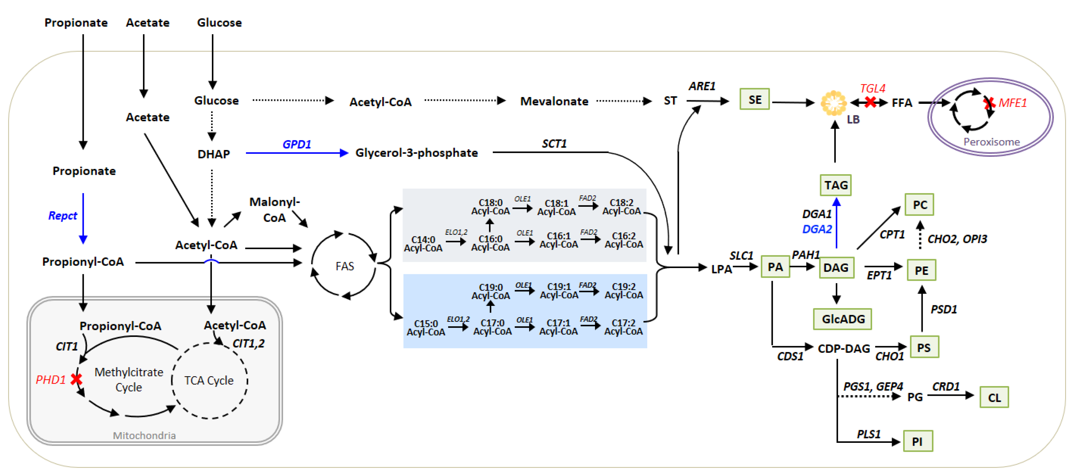 Biomolecules 12 01026 g001 Biomolecules 12 01026 g001