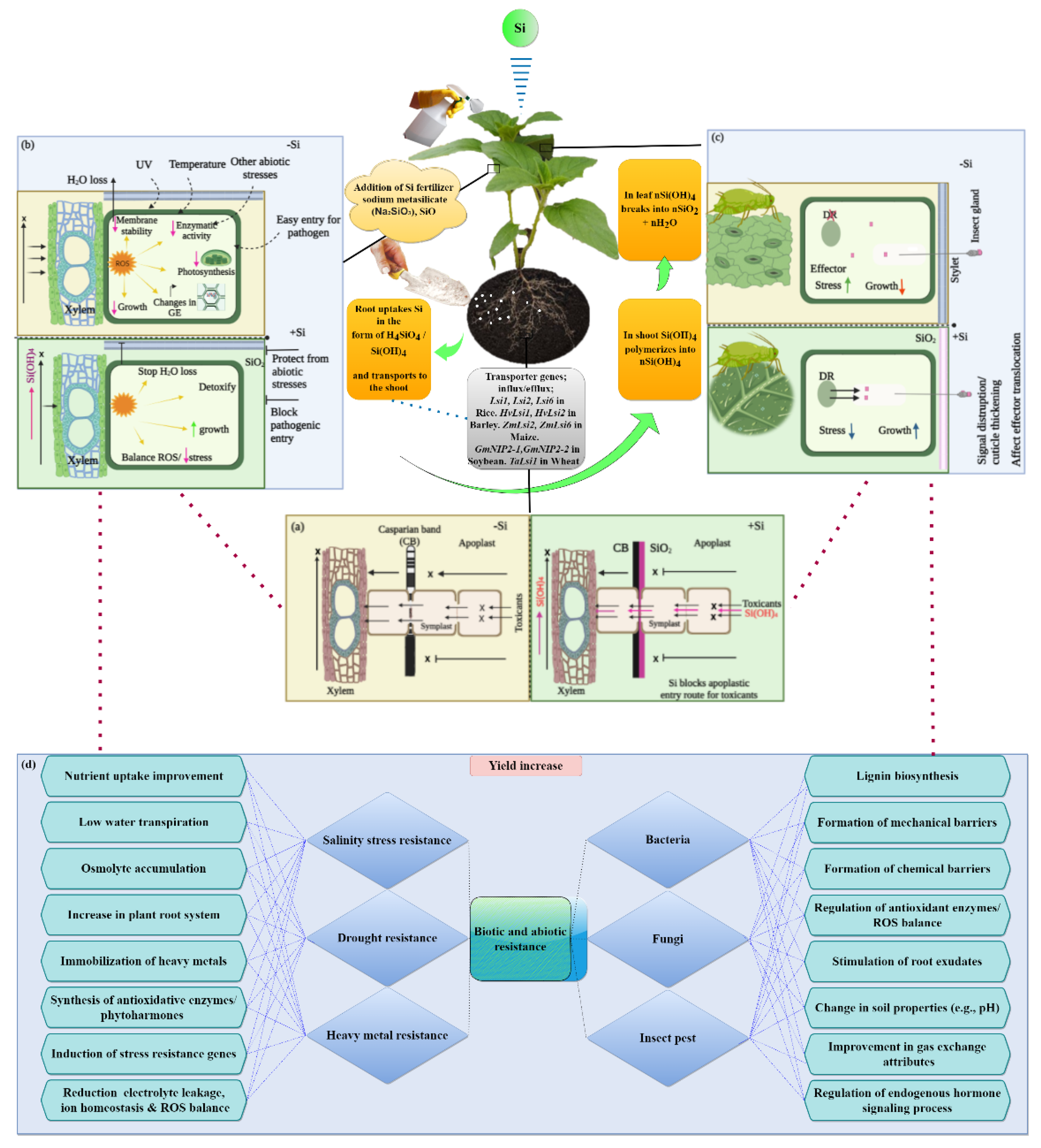 Frontiers  The potential of SiK® fertilization in the resilience