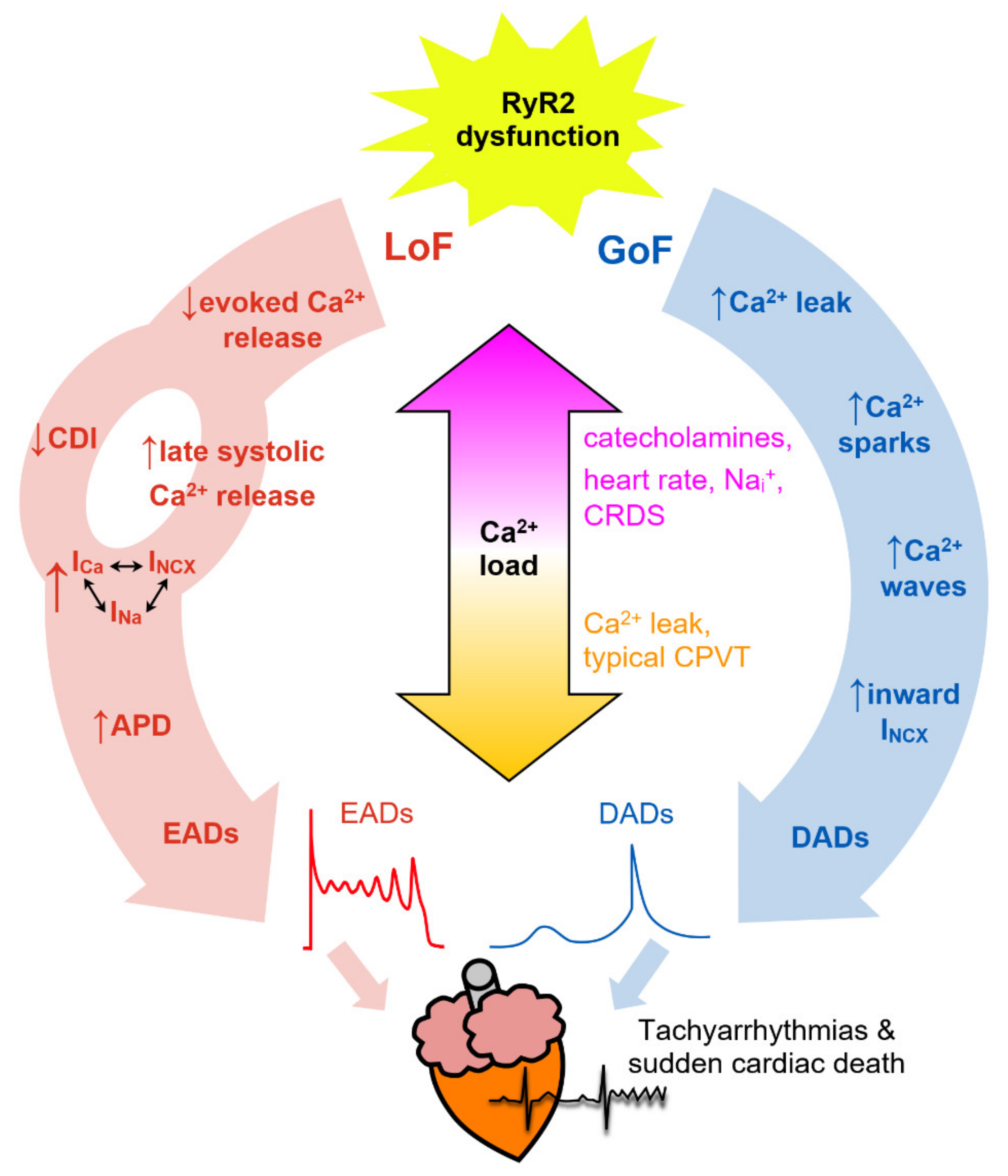 Biomolecules 12 01030 g003 550