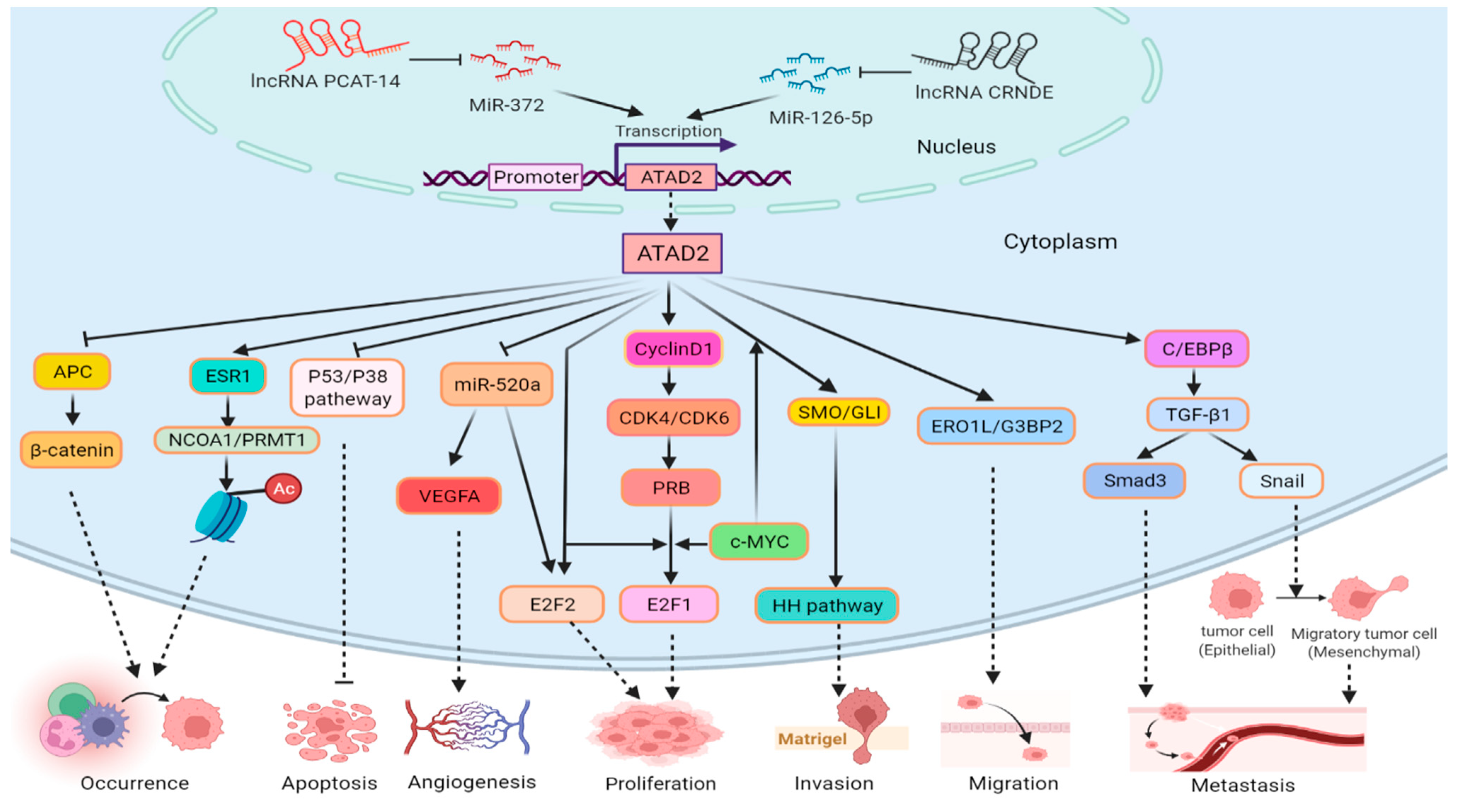 Biomolecules 12 01040 g002 Biomolecules 12 01040 g002