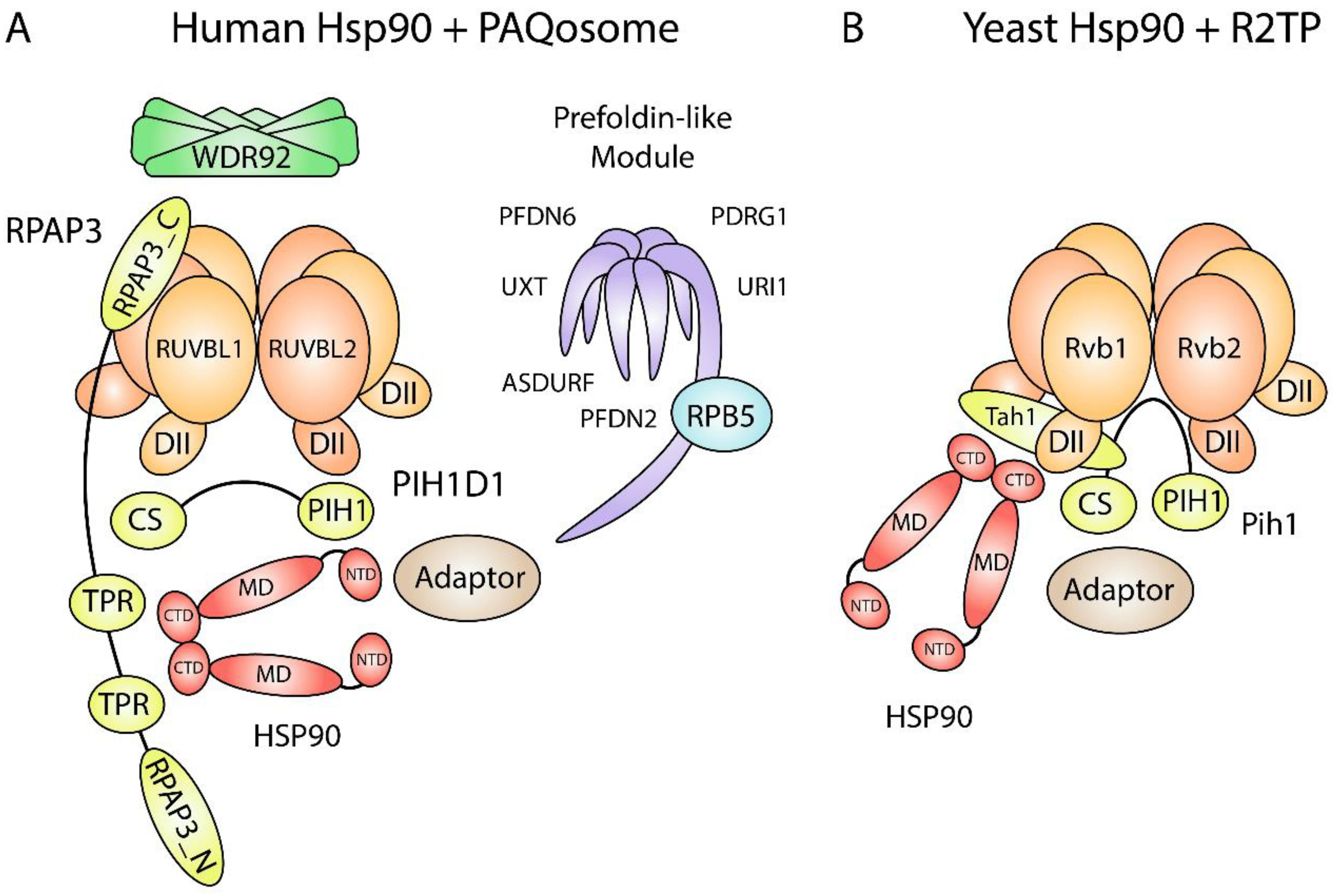 Biomolecules 12 01045 g001 Biomolecules 12 01045 g001