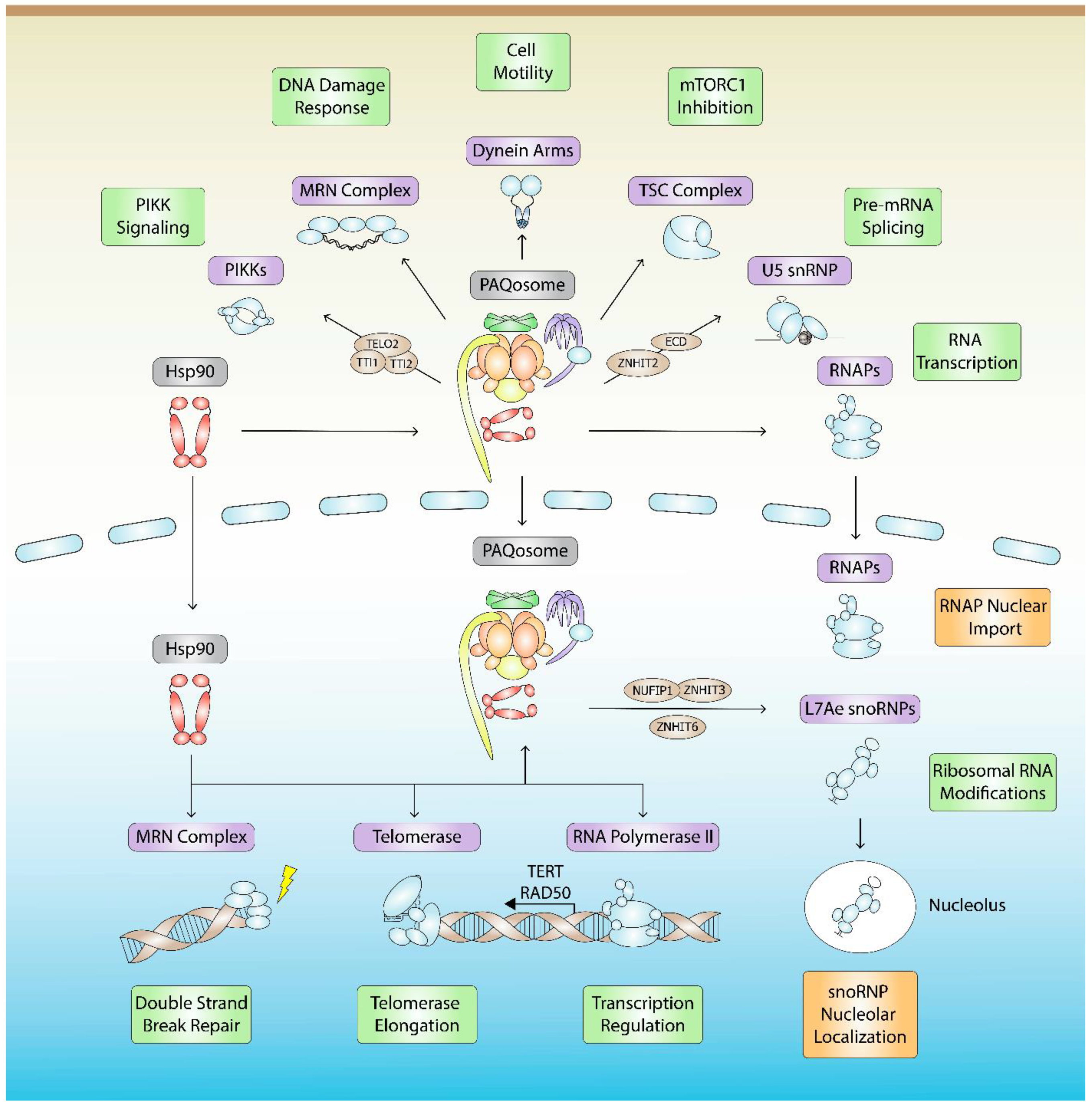 Biomolecules 12 01045 g002 Biomolecules 12 01045 g002