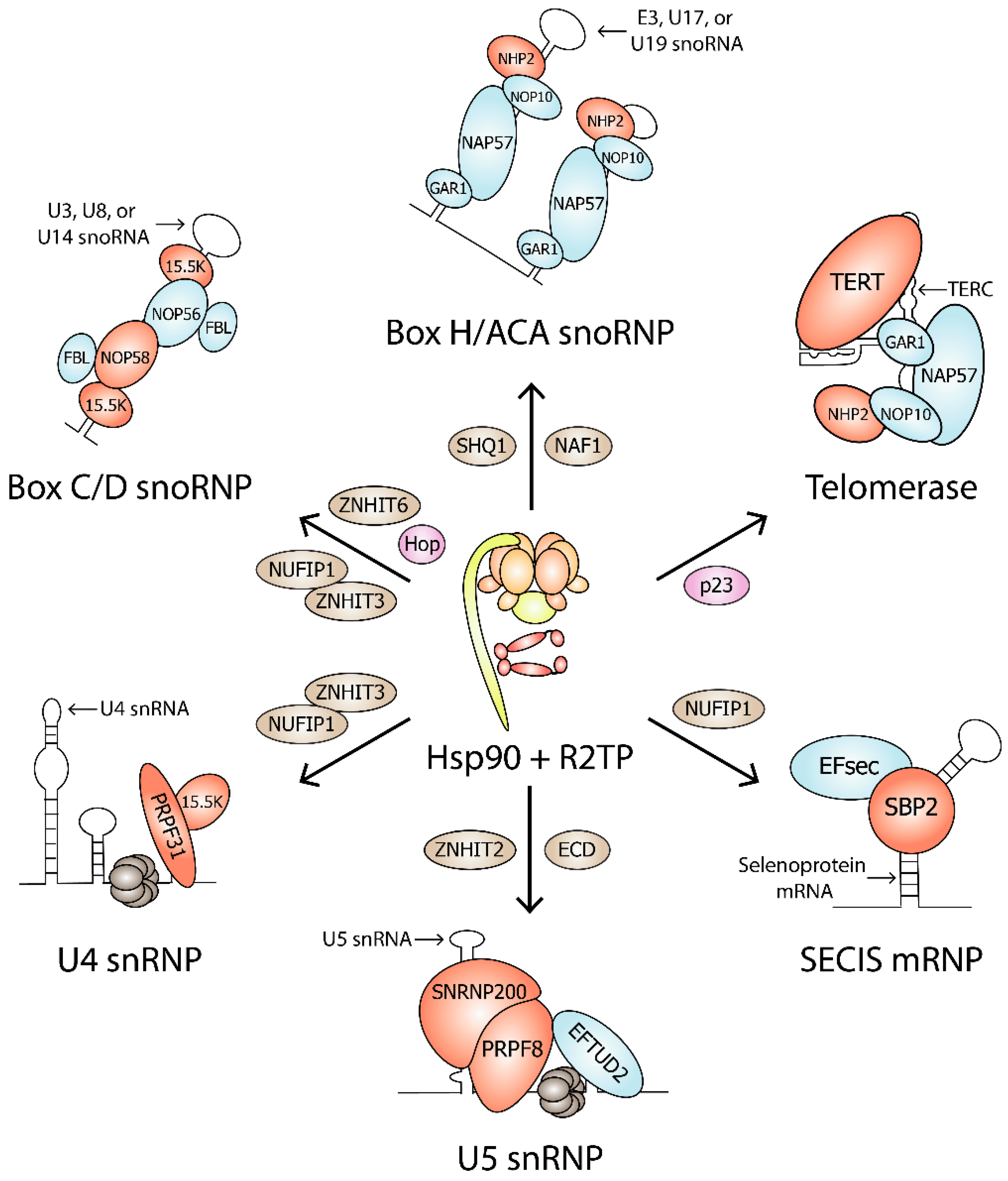 Biomolecules 12 01045 g003 Biomolecules 12 01045 g003