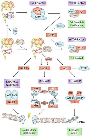 The Role of Hsp90-R2TP in Macromolecular Complex Assembly and Stabilization