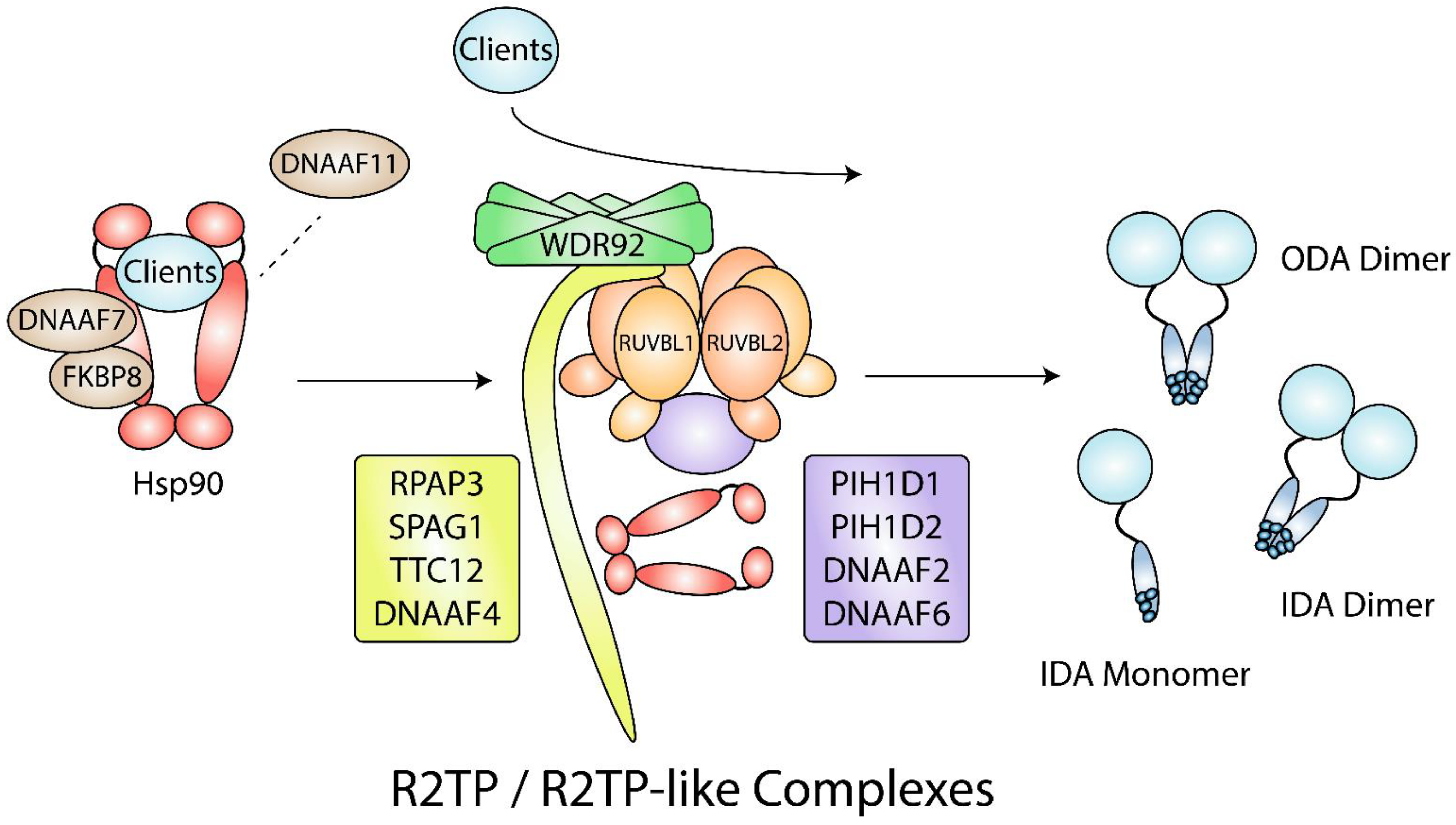 Biomolecules 12 01045 g005 Biomolecules 12 01045 g005