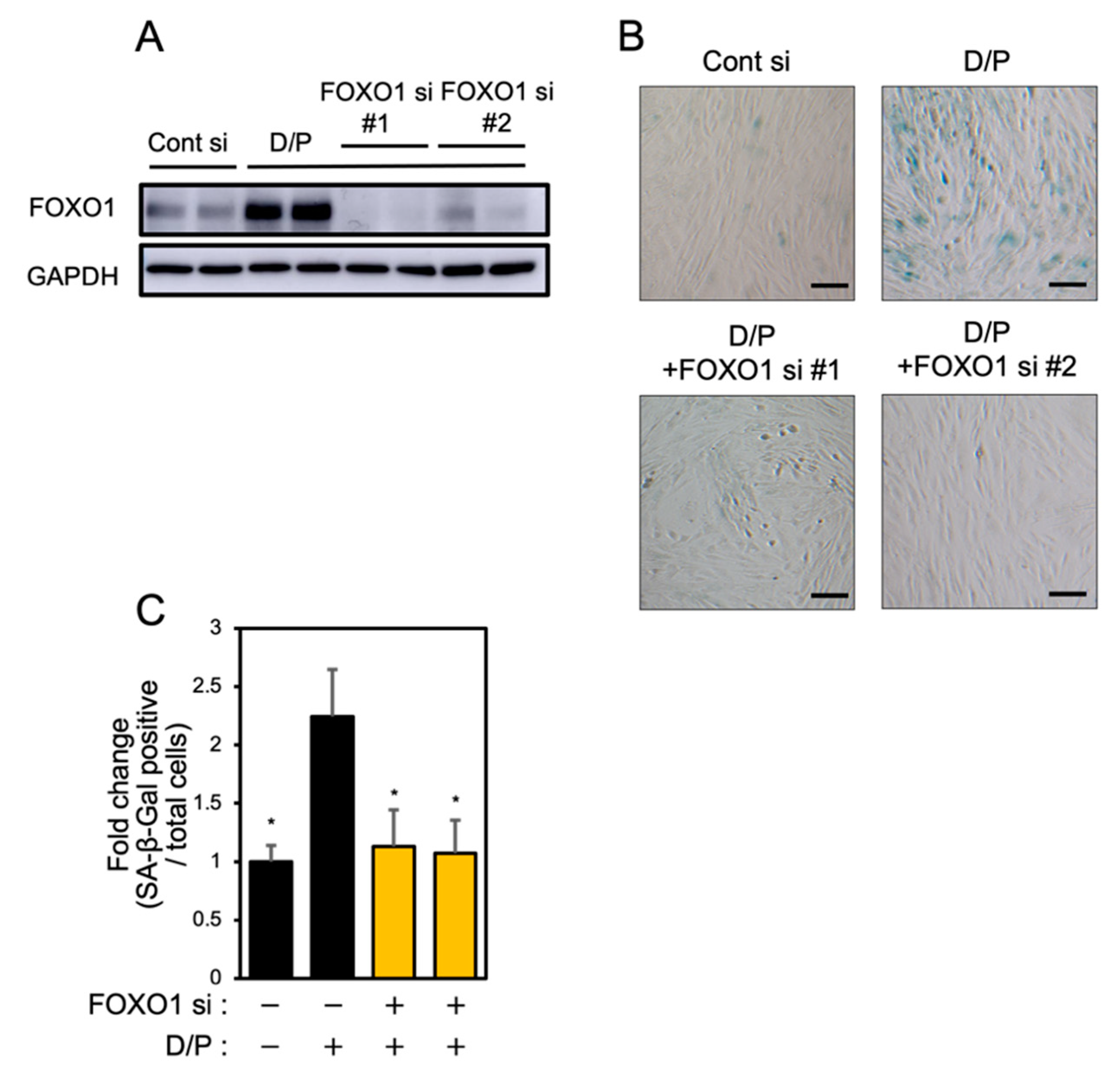 Biomolecules 12 01046 g004