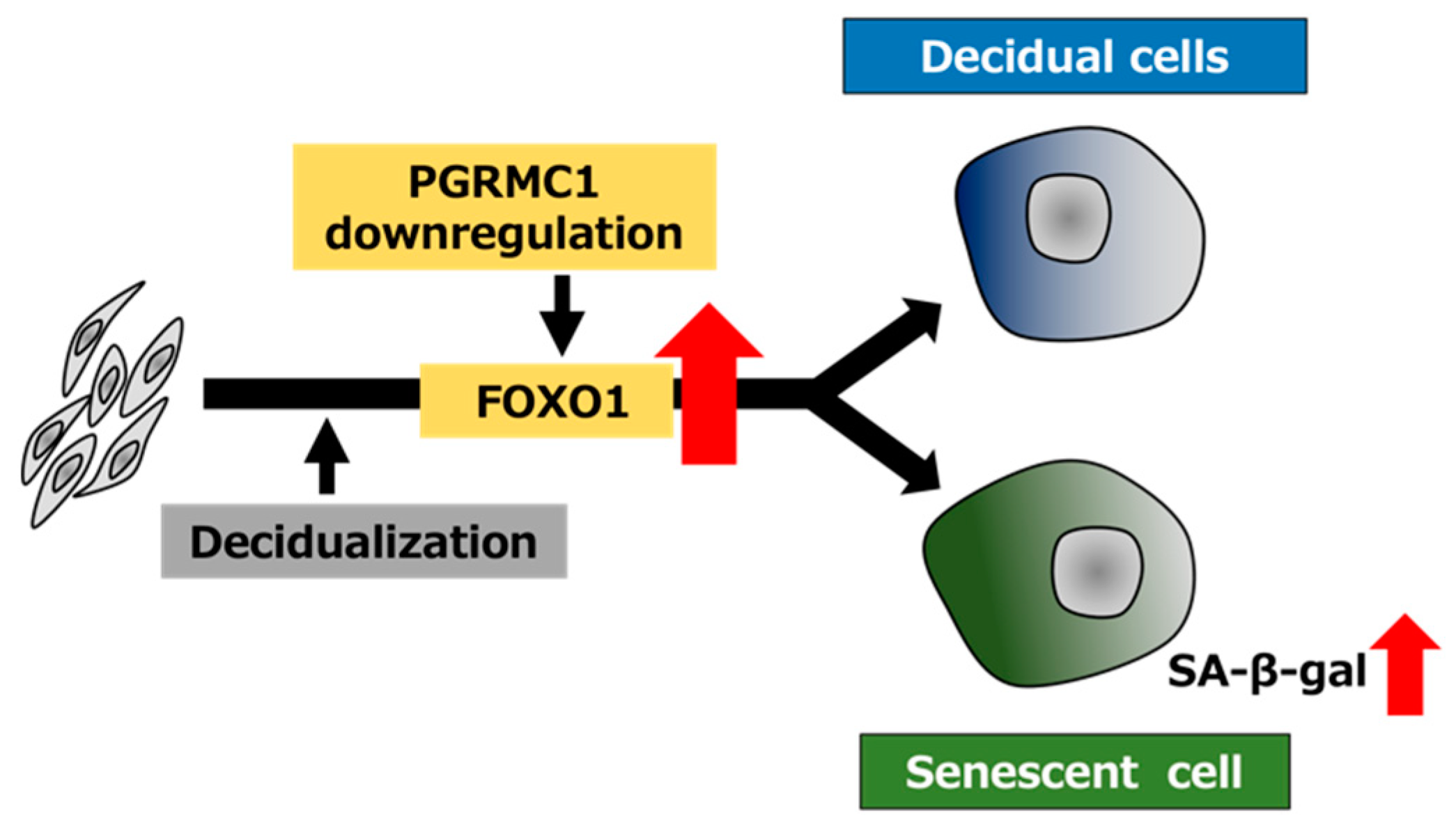 Biomolecules 12 01046 g006
