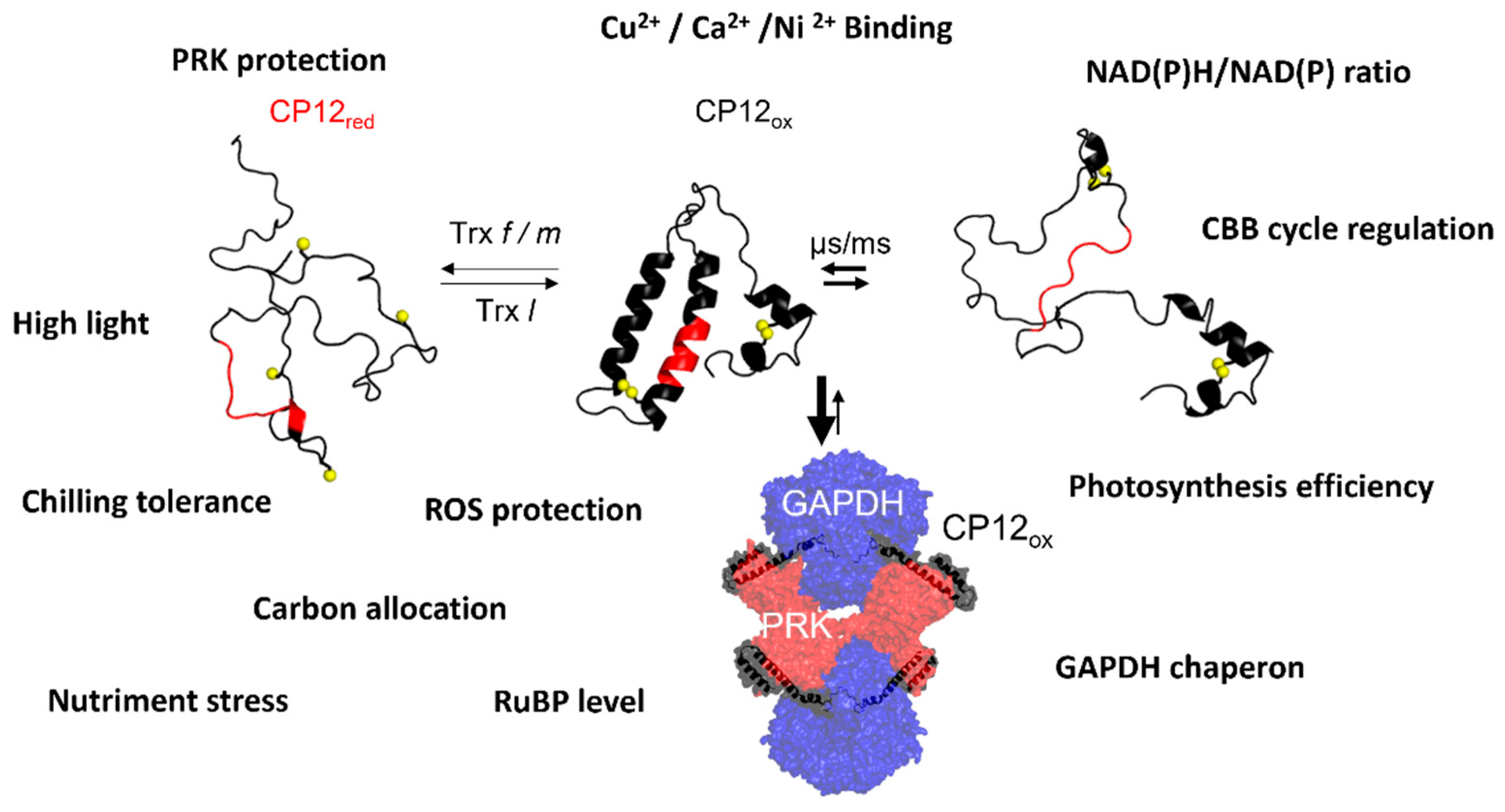Biomolecules 12 01047 g006