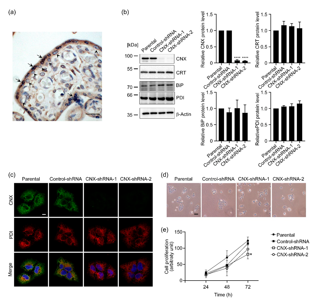 Biomolecules 12 01050 g001 Biomolecules 12 01050 g001