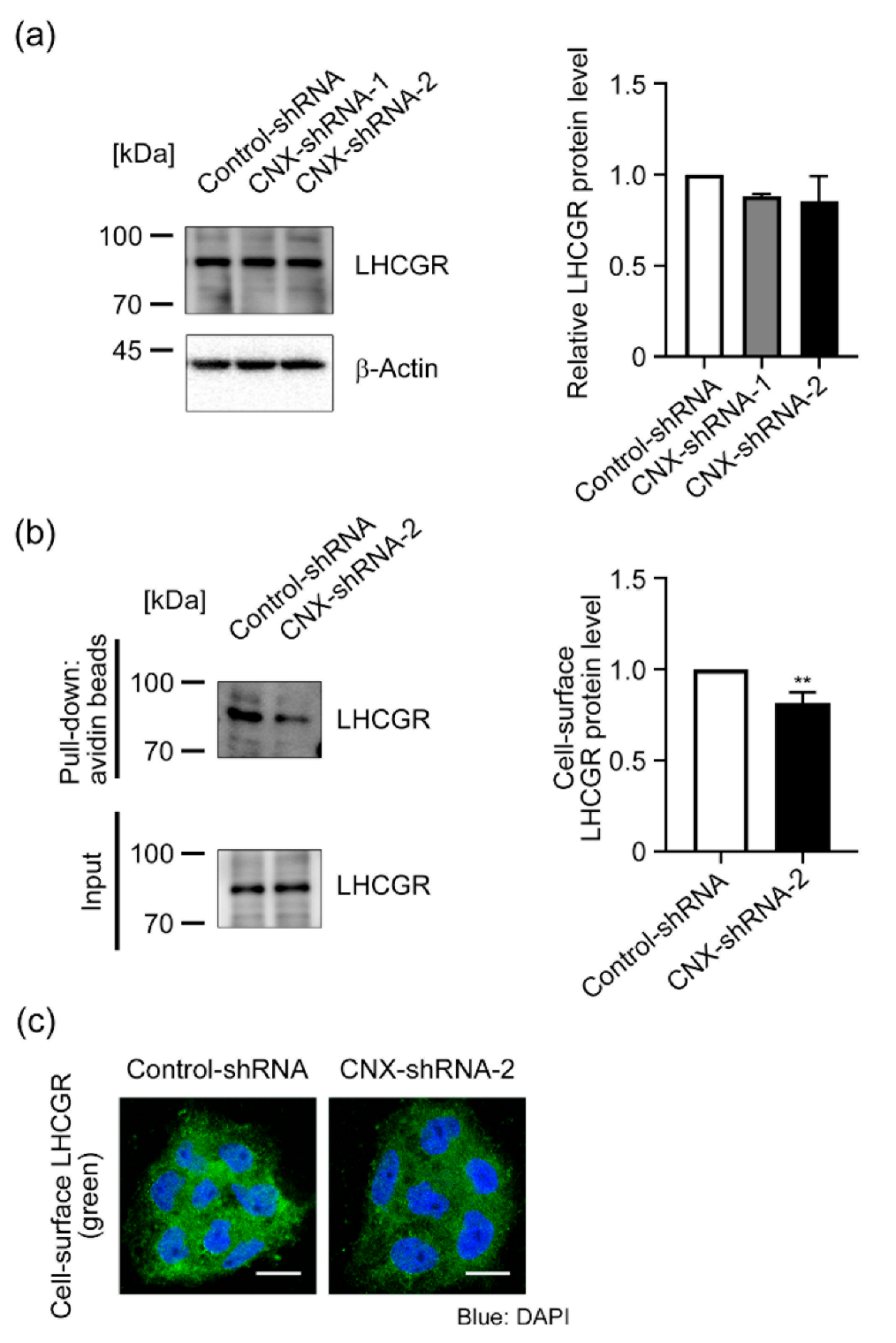 Biomolecules 12 01050 g004 Biomolecules 12 01050 g004