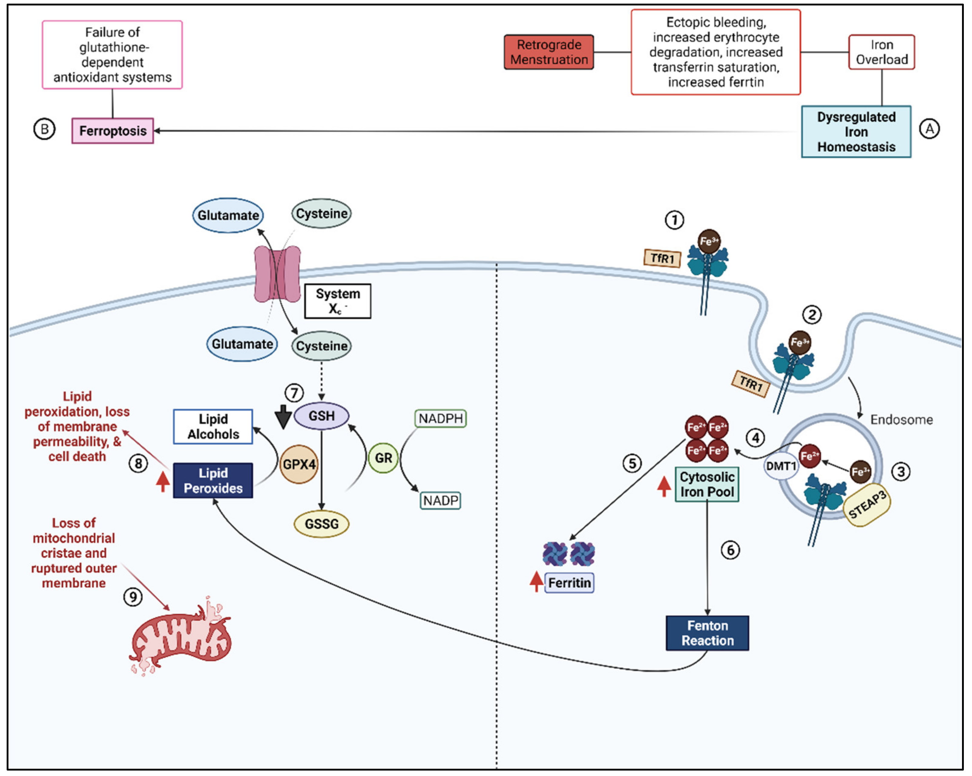 Biomolecules 12 01055 g001