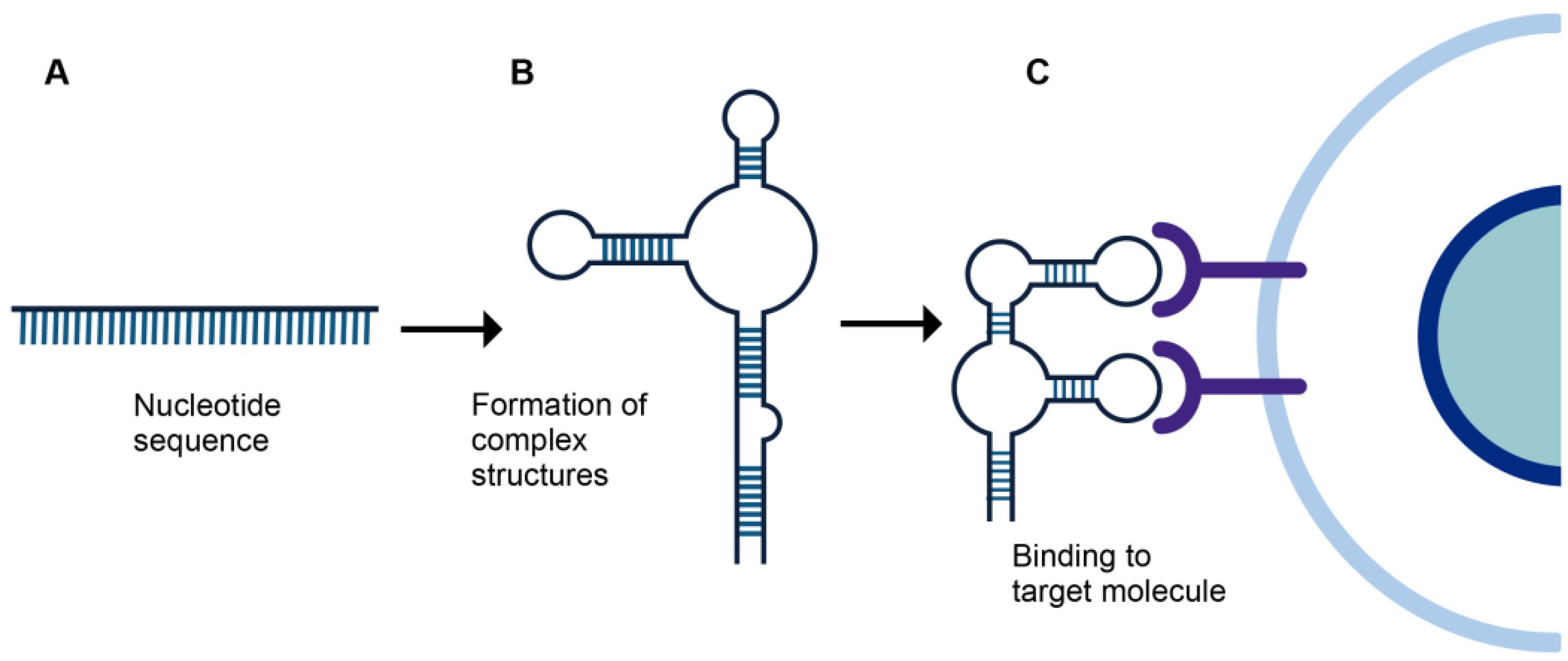 Biomolecules 12 01056 g001