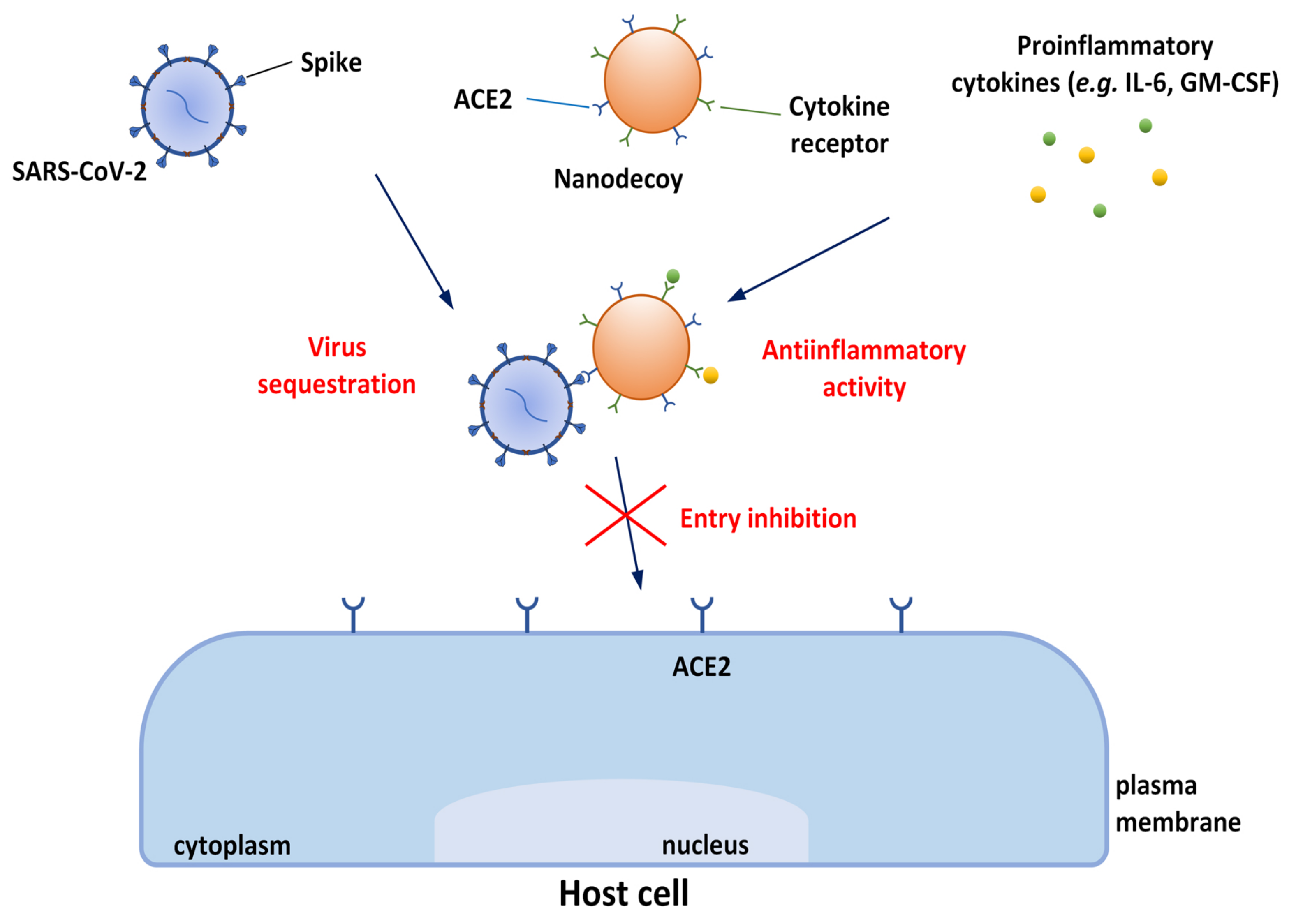 Biomolecules 12 01060 g014