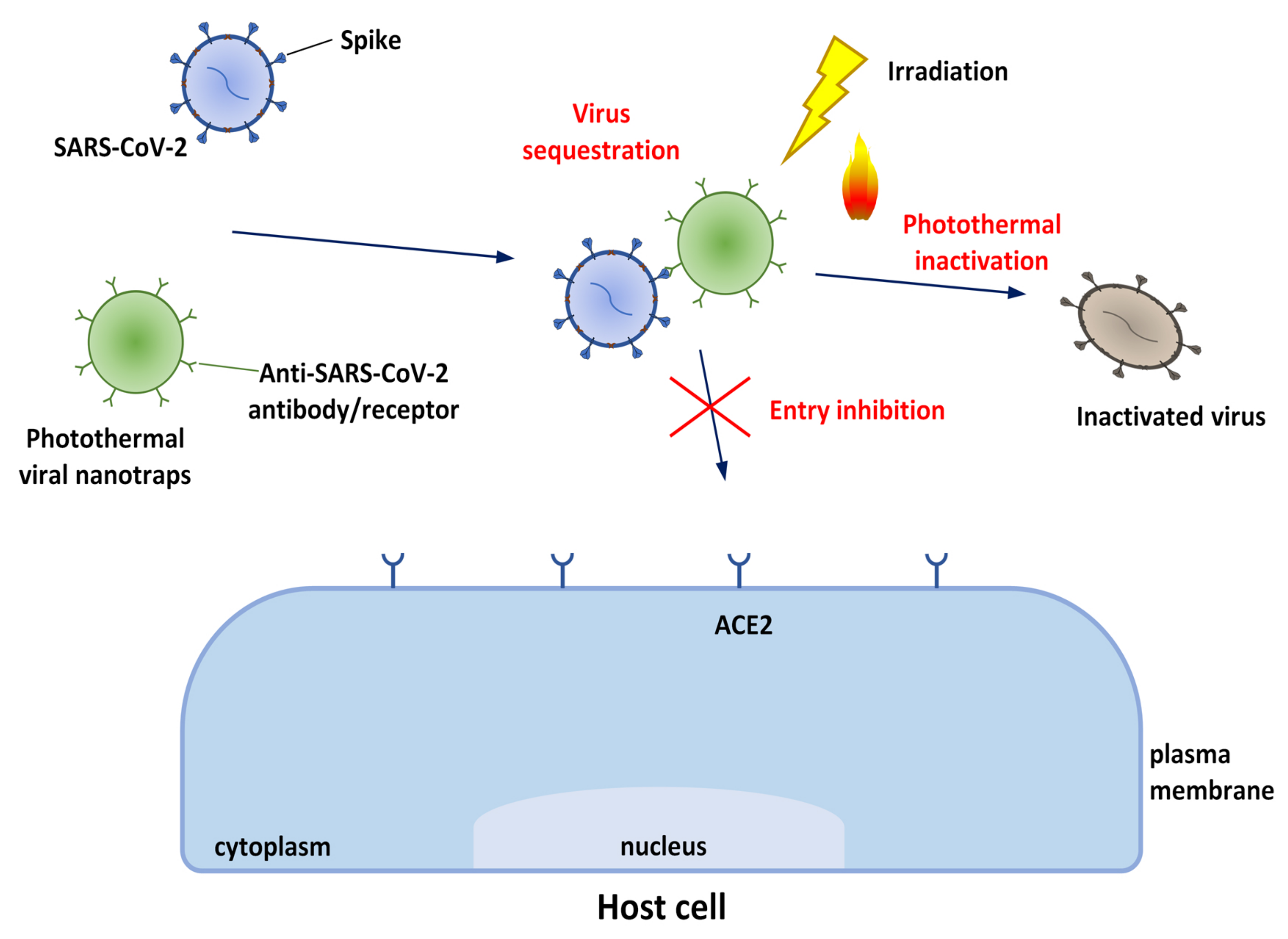 Biomolecules 12 01060 g015