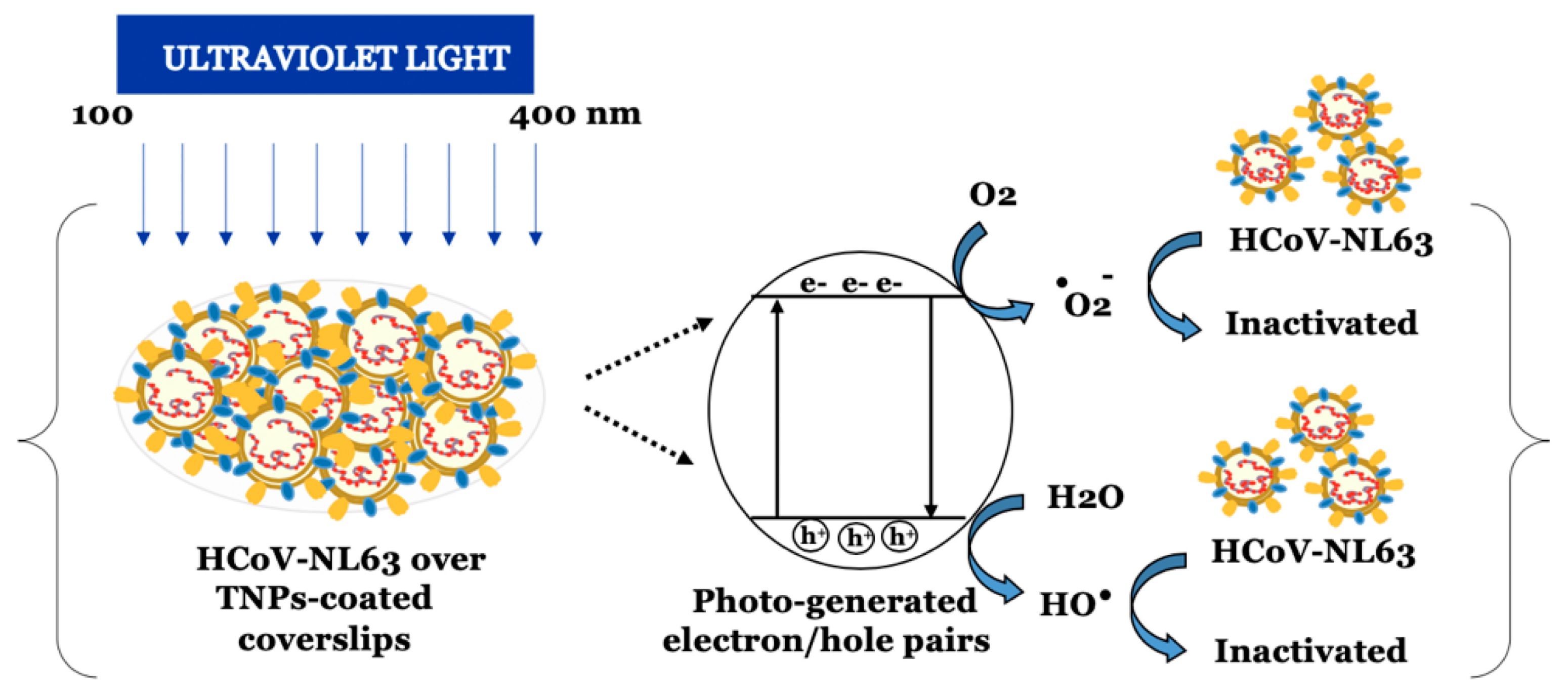 Biomolecules 12 01060 g016