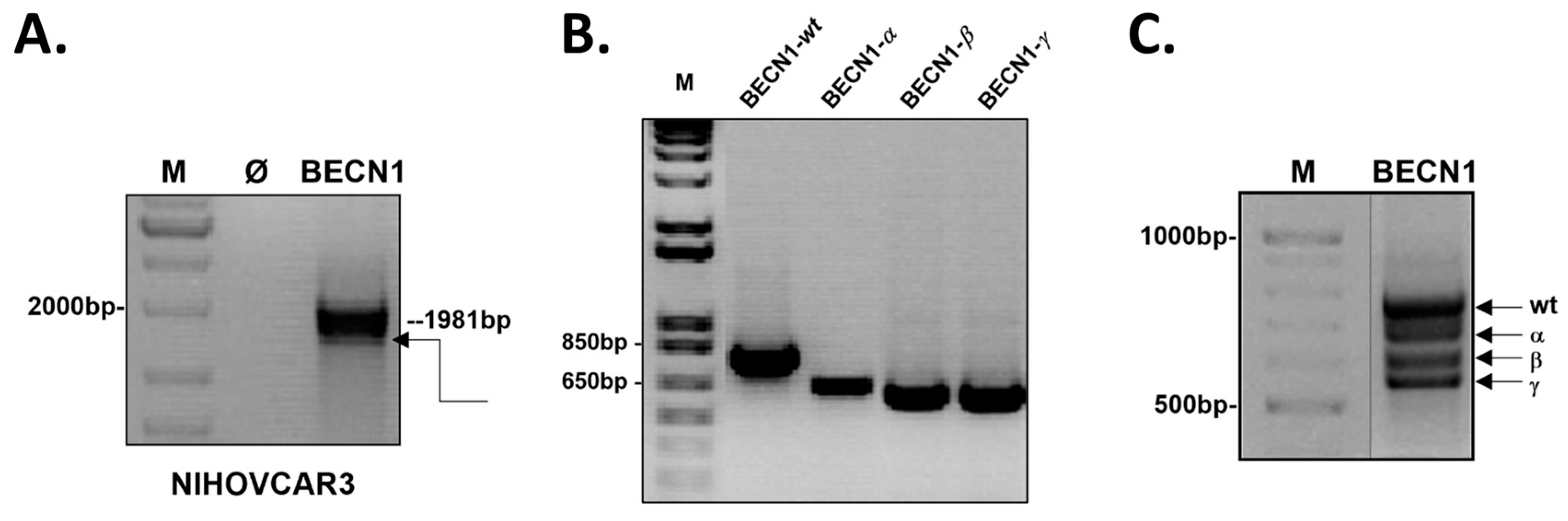 Biomolecules 12 01069 g001 Biomolecules 12 01069 g001