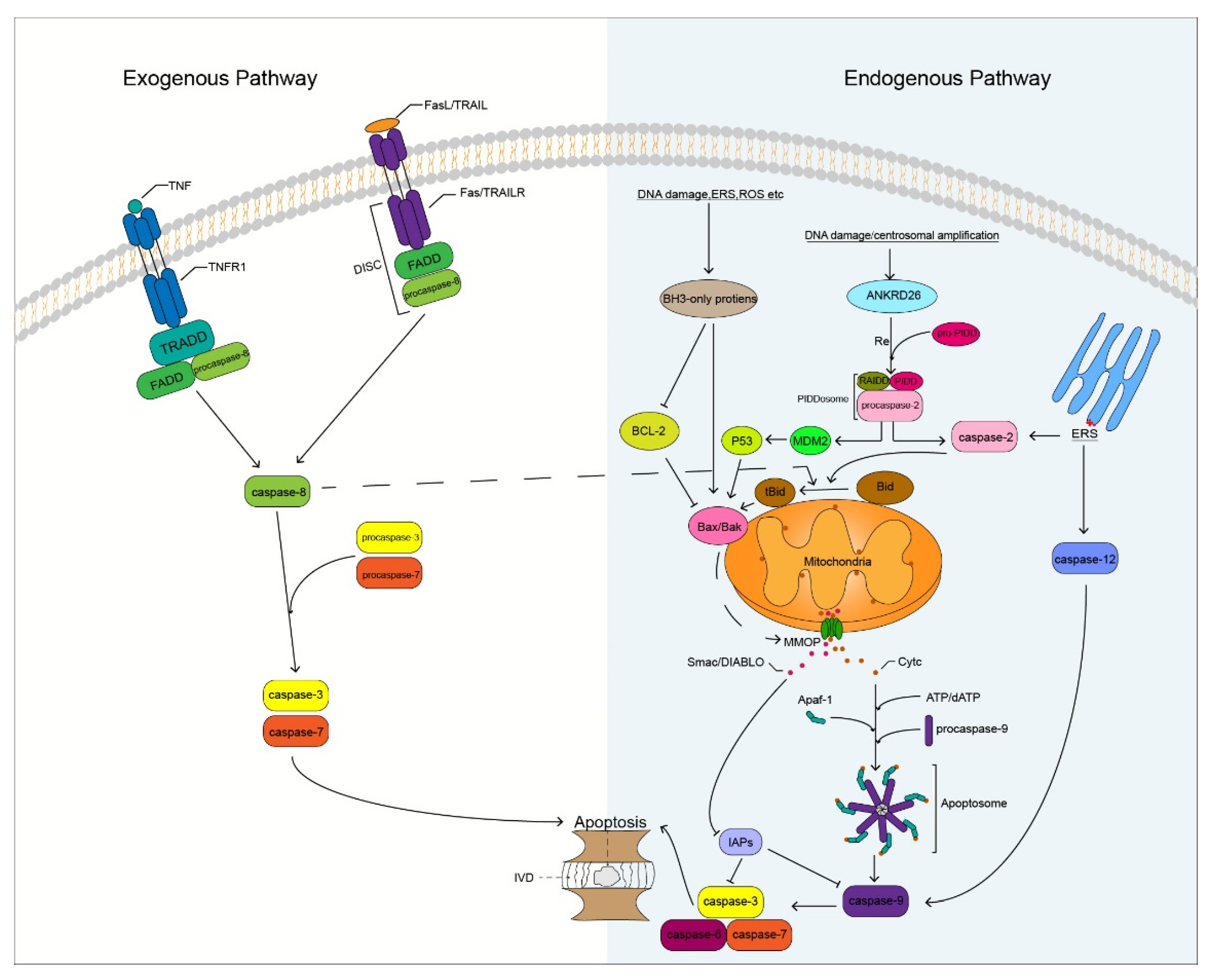 Biomolecules 12 01074 g002
