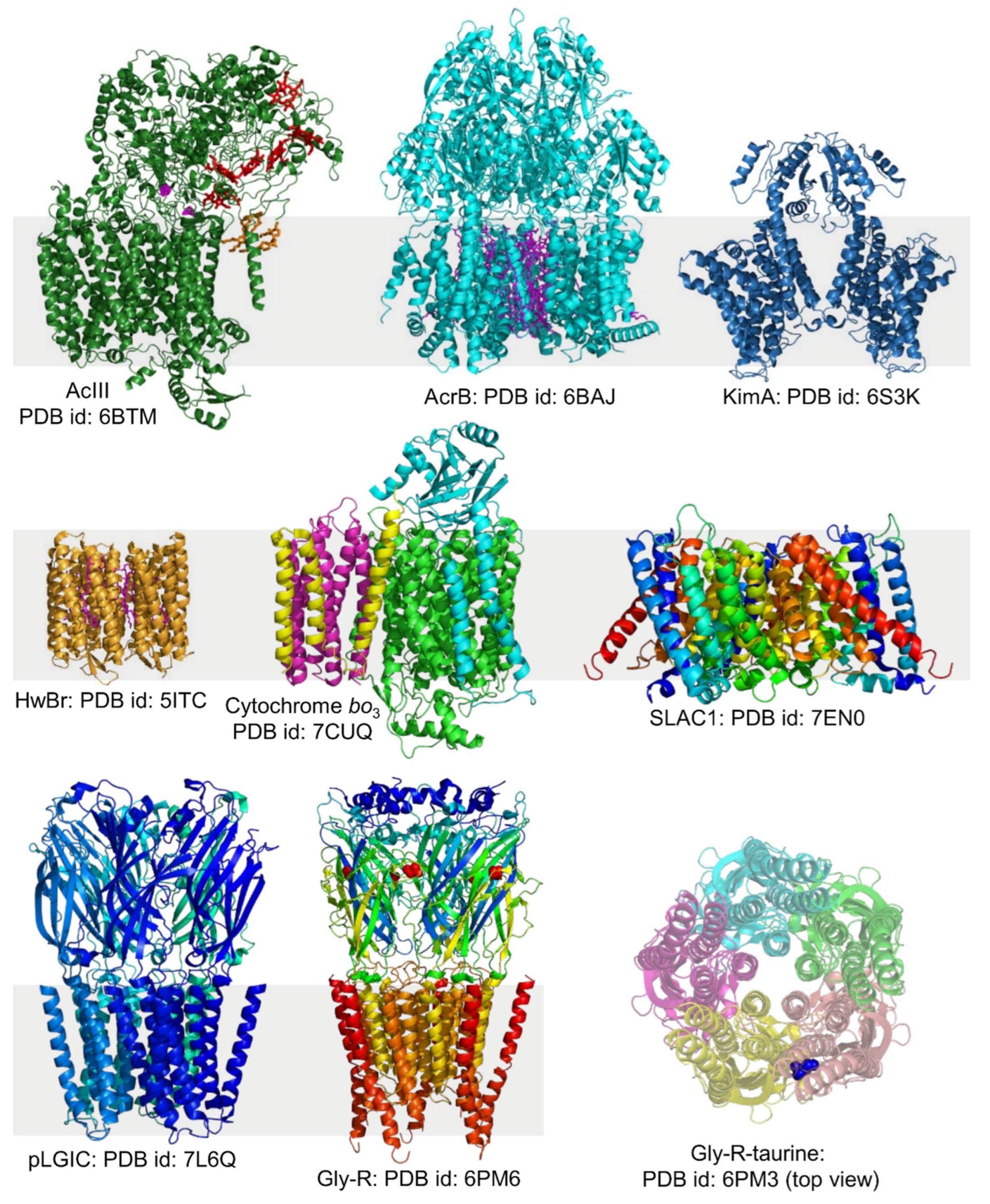 Biomolecules 12 01076 g008a Biomolecules 12 01076 g008a