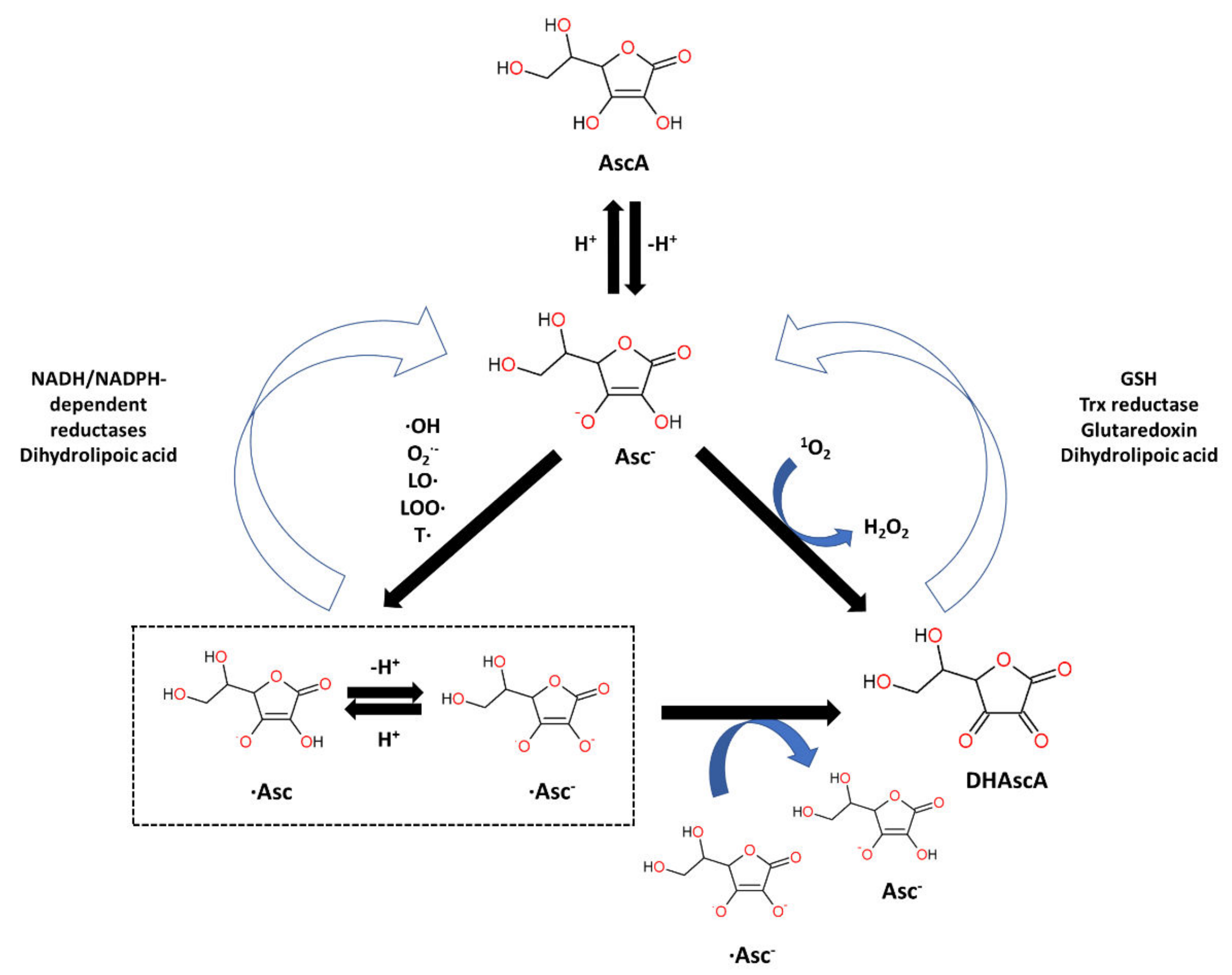 Biomolecules 12 01087 g004 Biomolecules 12 01087 g004