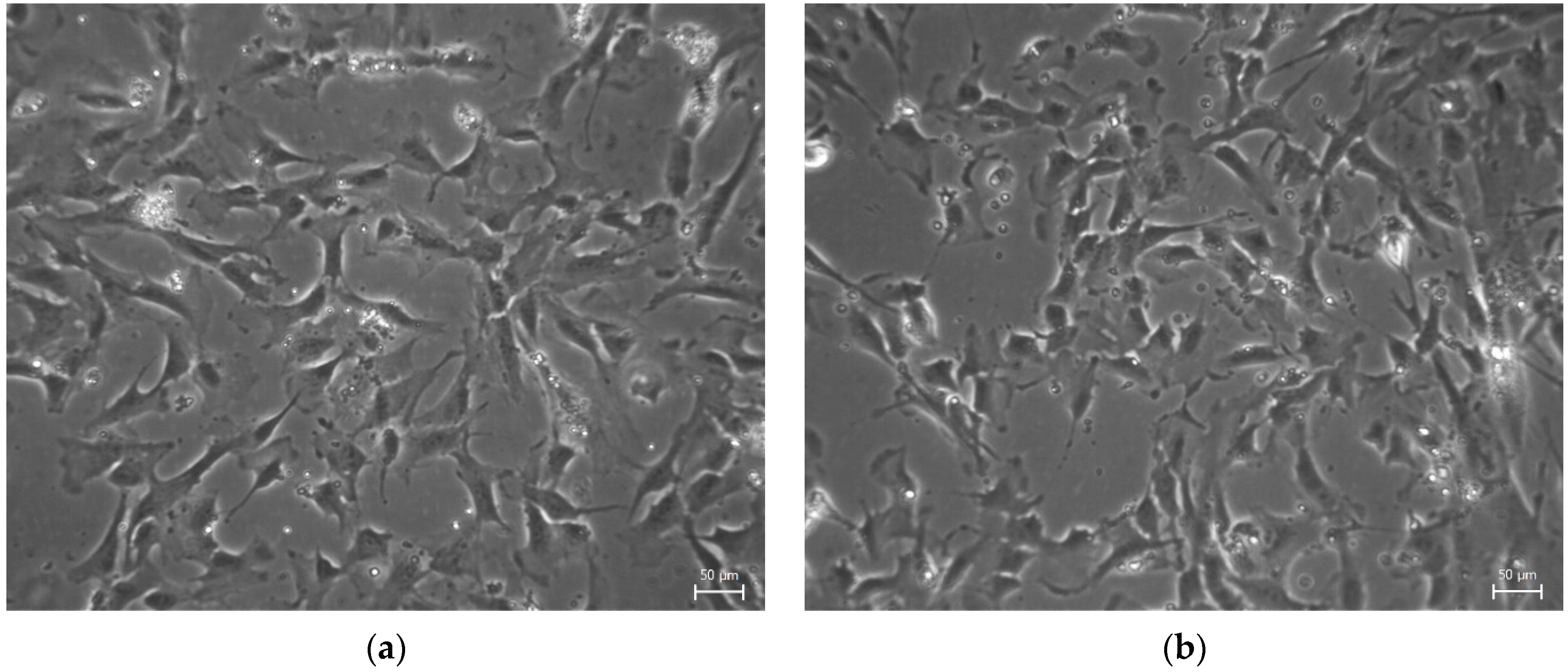 Biomolecules 12 01091 g001