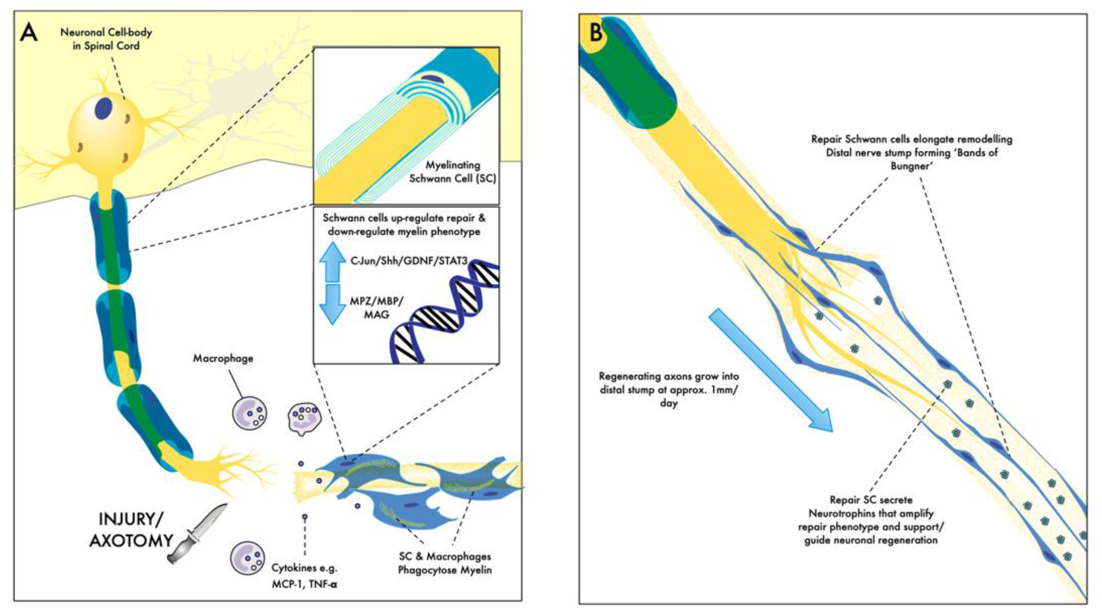 Biomolecules 12 01128 g001