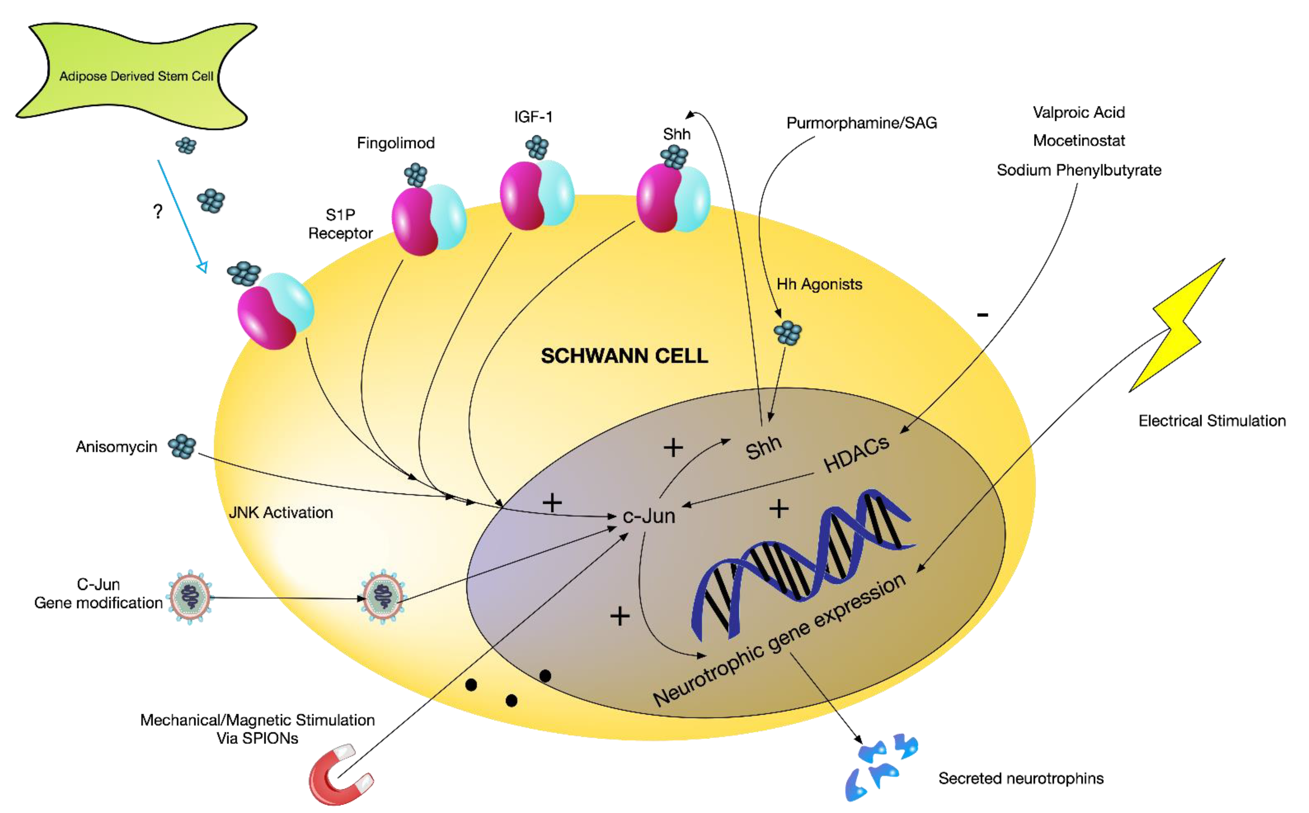 Biomolecules 12 01128 g002