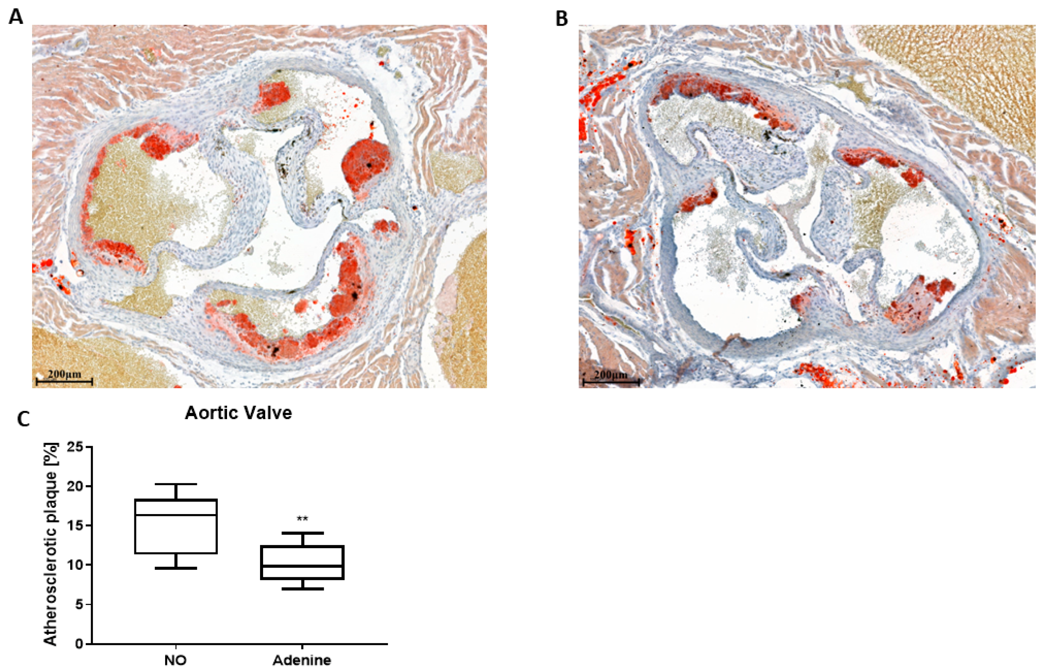 Biomolecules 12 01147 g003