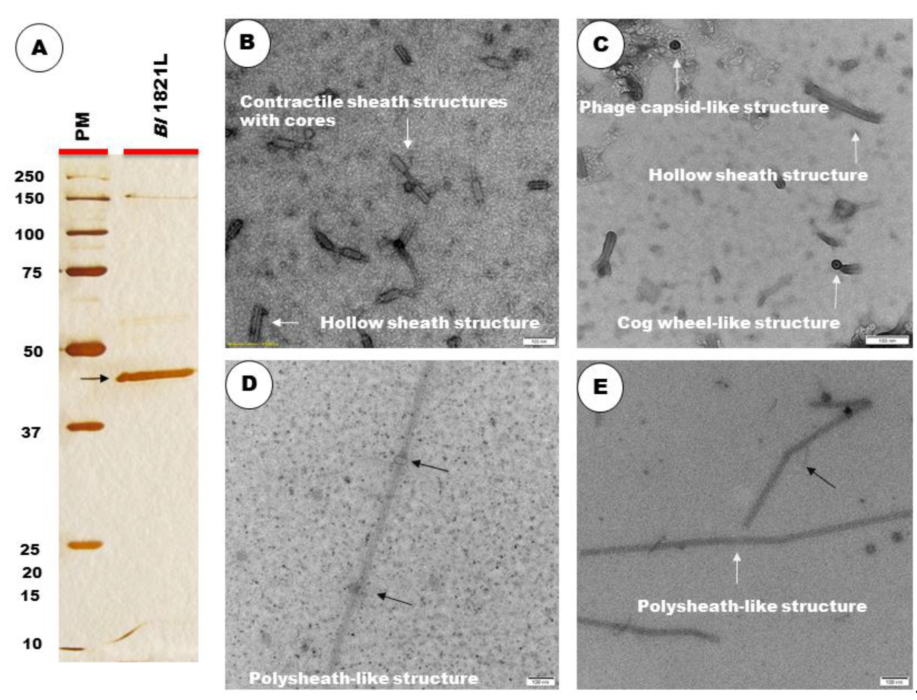 Biomolecules 12 01154 g002 Biomolecules 12 01154 g002