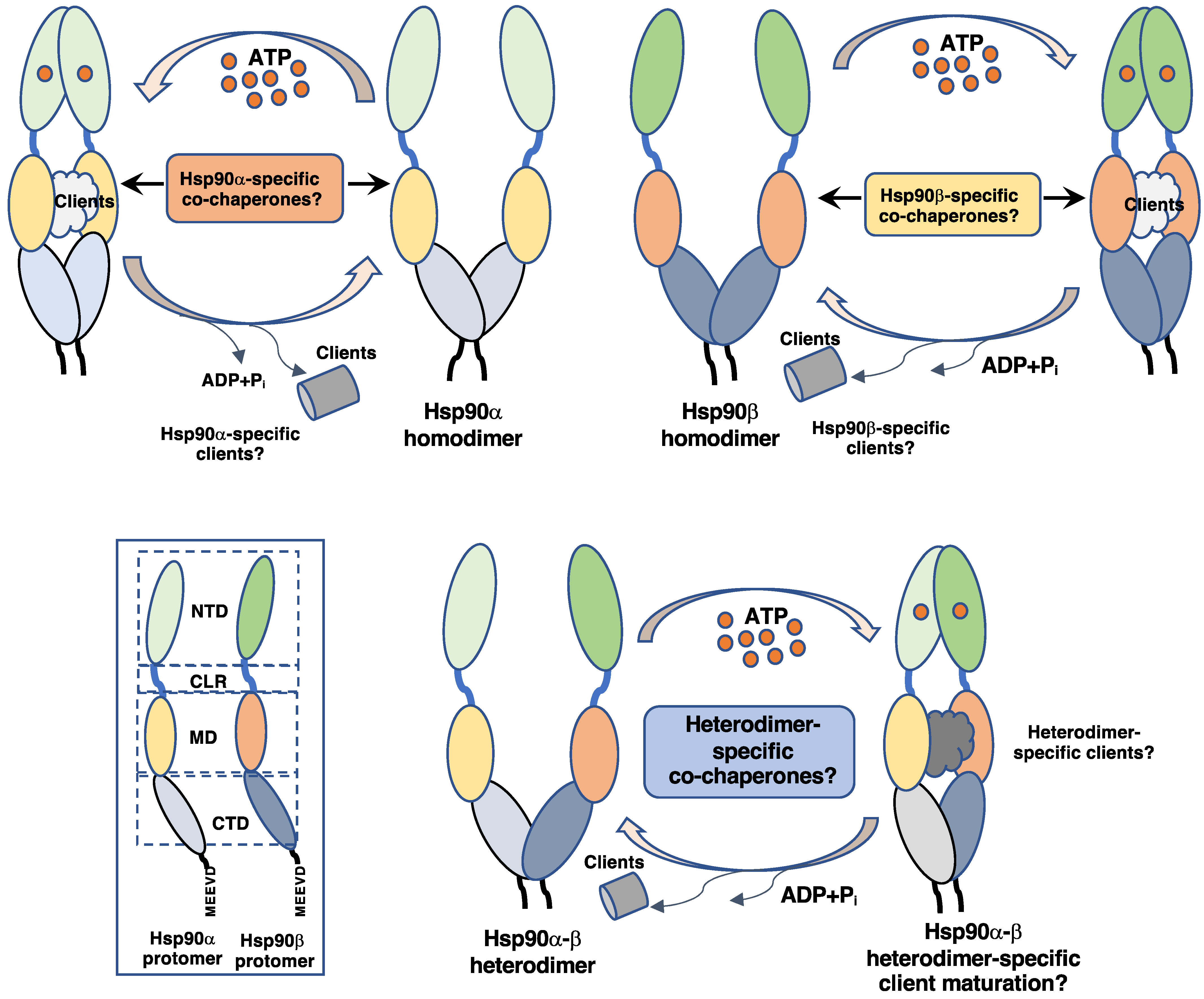 Biomolecules 12 01166 g001 Biomolecules 12 01166 g001