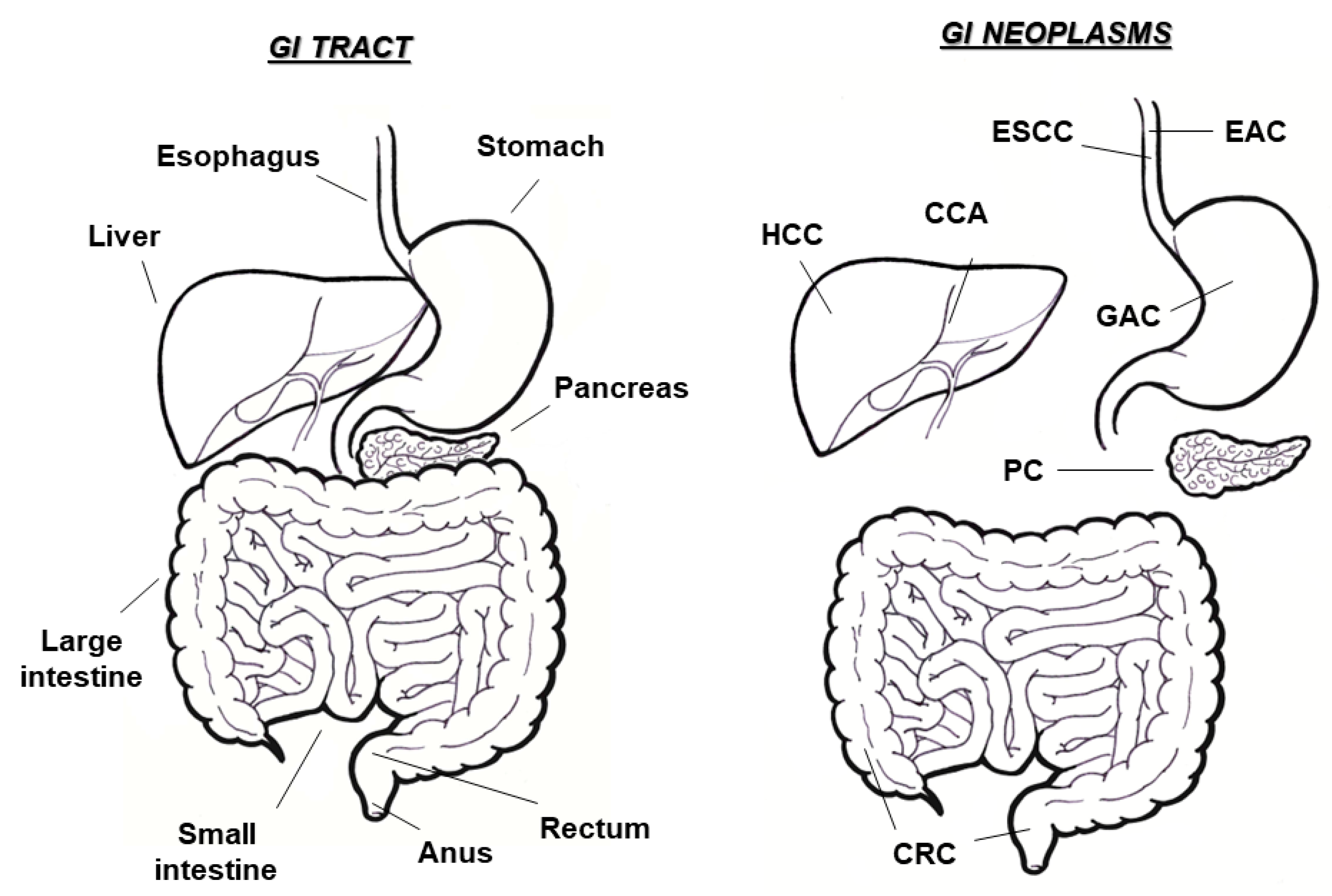 Biomolecules 12 01173 g001 Biomolecules 12 01173 g001