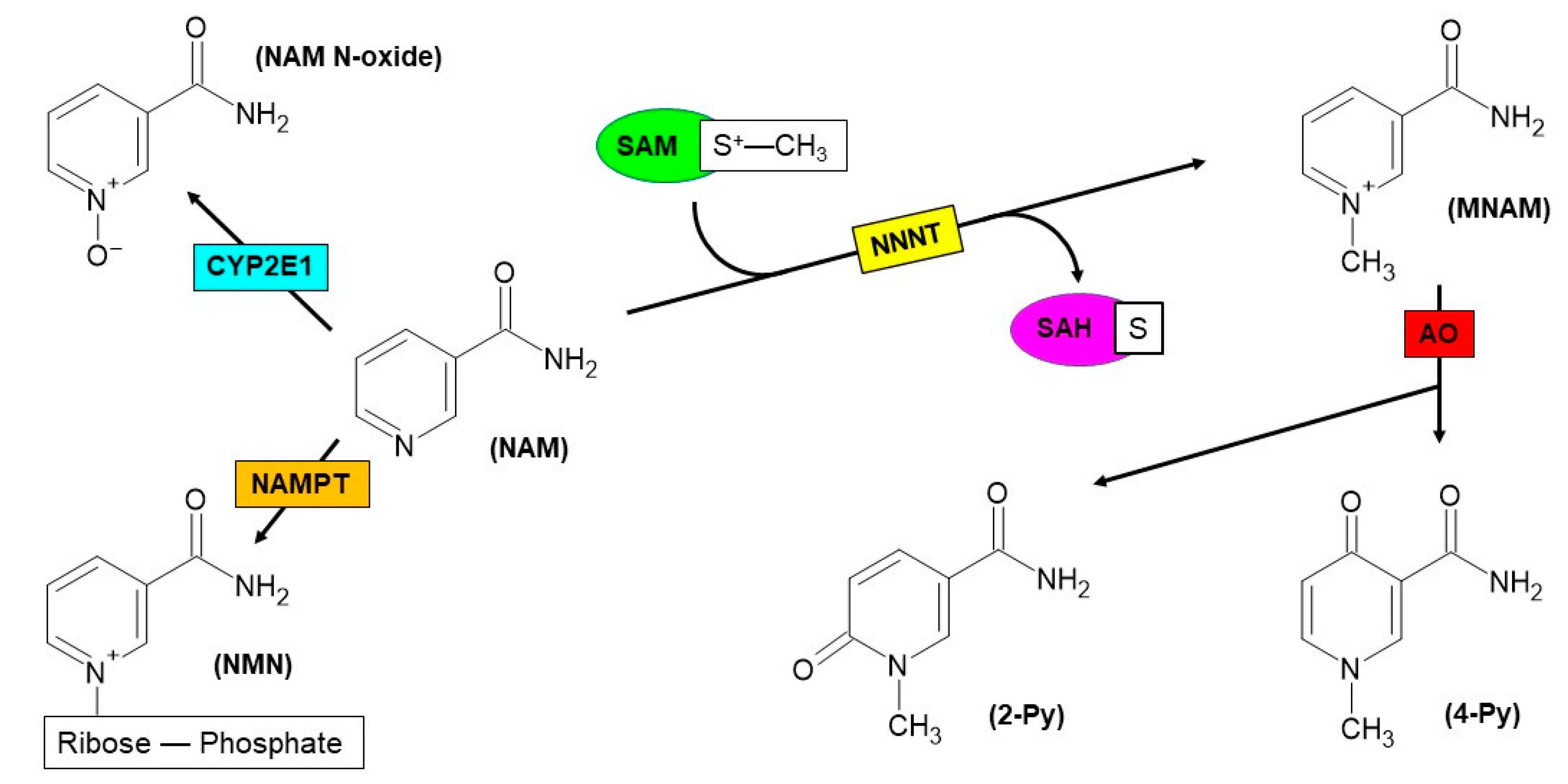 Biomolecules 12 01173 g002 Biomolecules 12 01173 g002