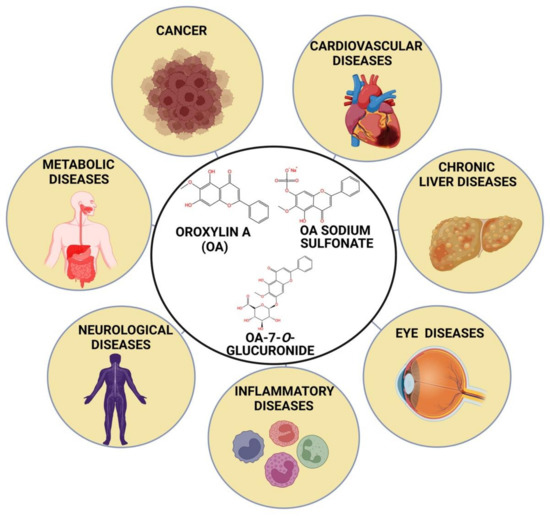 Oroxylin A: A Promising Flavonoid for Prevention and Treatment of