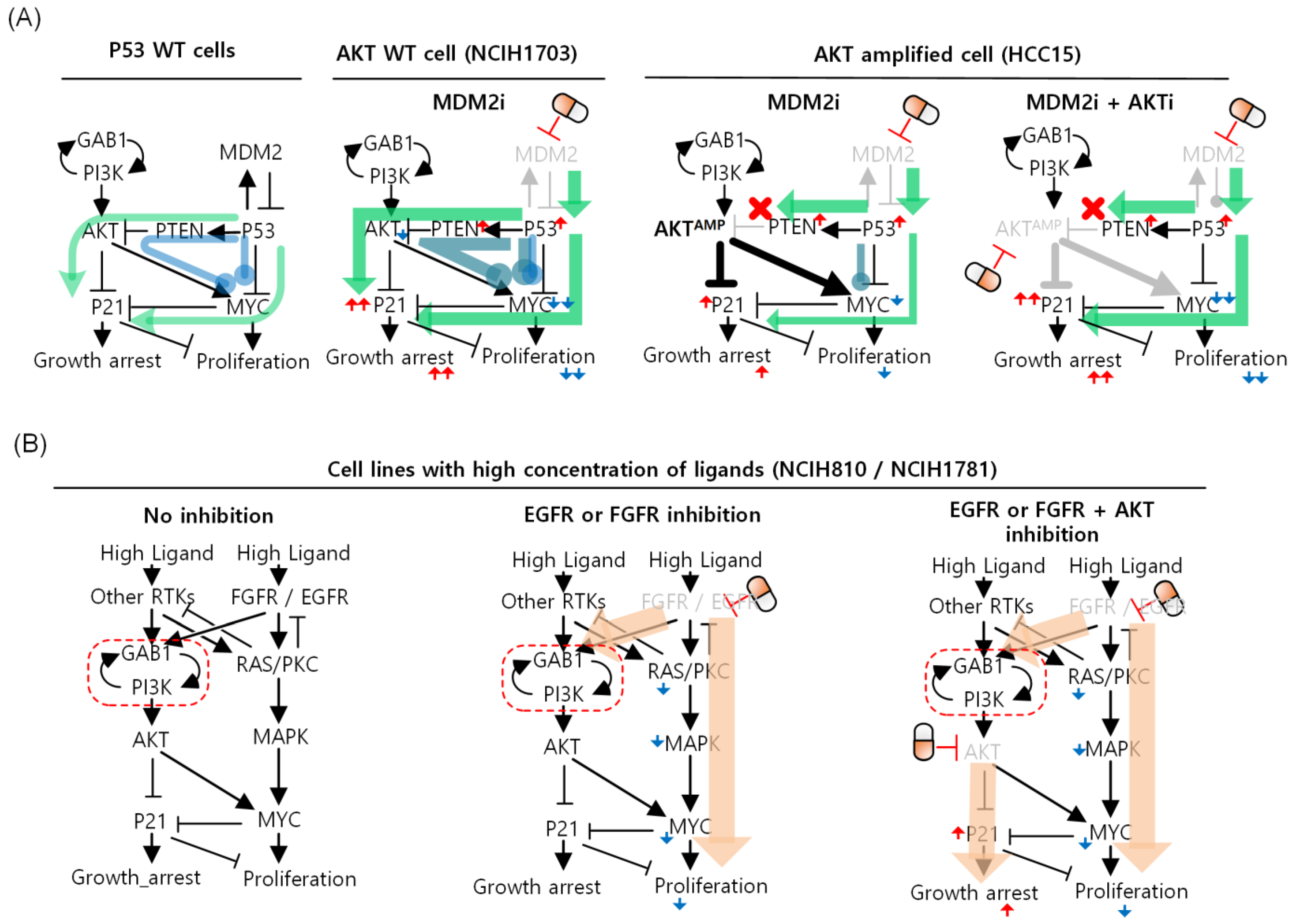 Biomolecules 12 01197 g004 Biomolecules 12 01197 g004