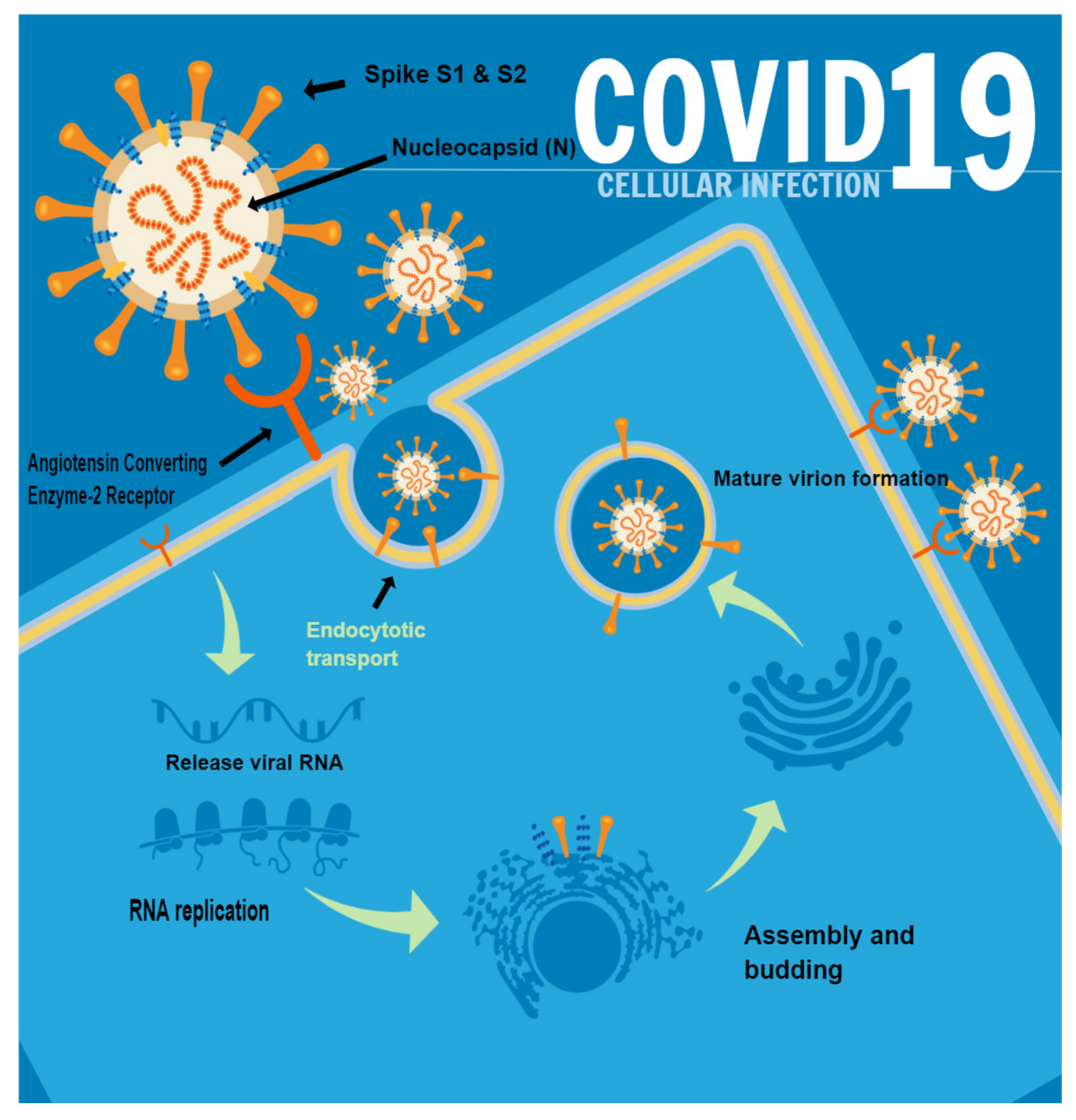 Biomolecules 12 01212 g001