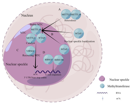 Role of WTAP in Cancer: From Mechanisms to the Therapeutic