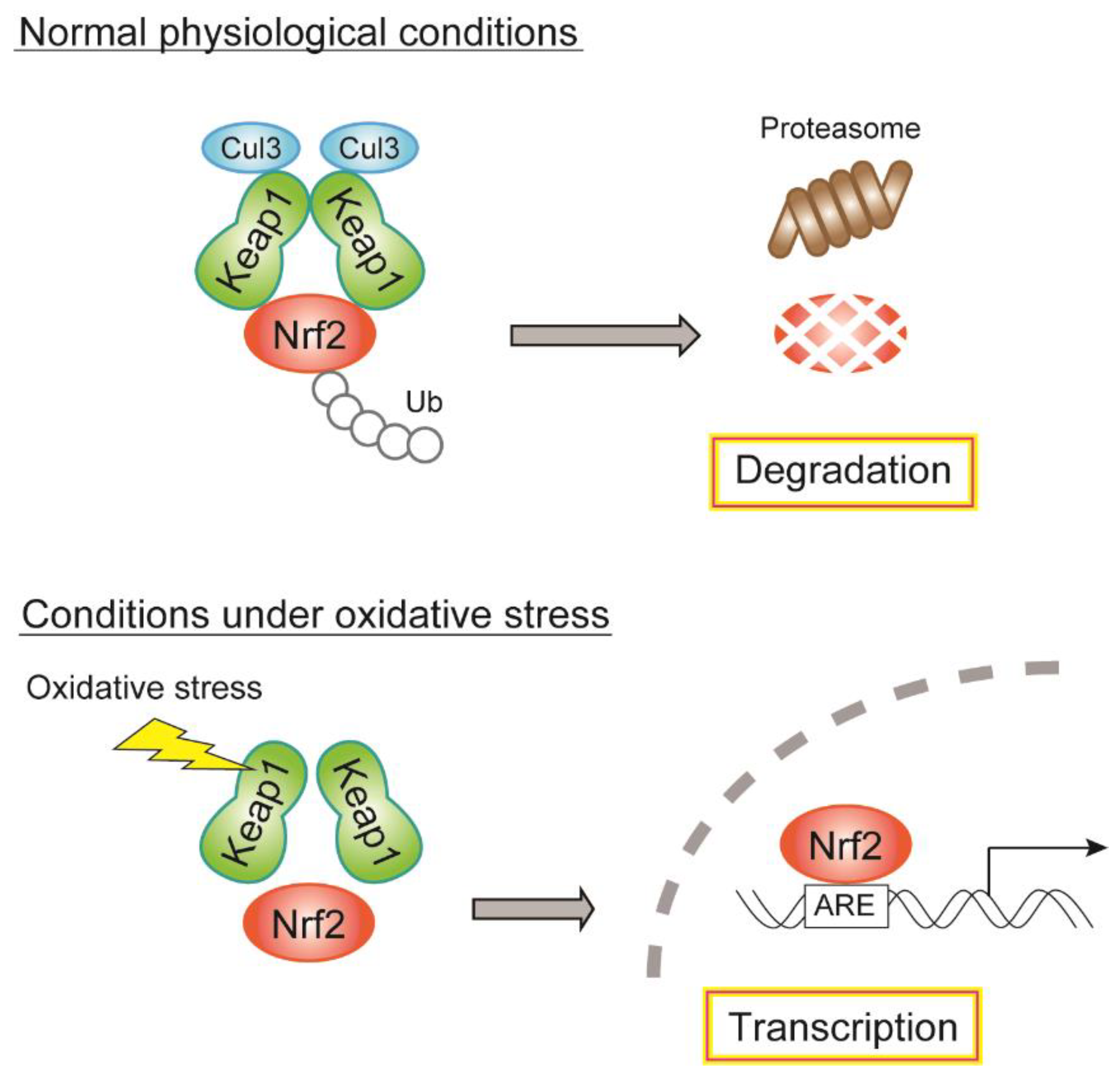 Biomolecules 12 01228 g004 Biomolecules 12 01228 g004
